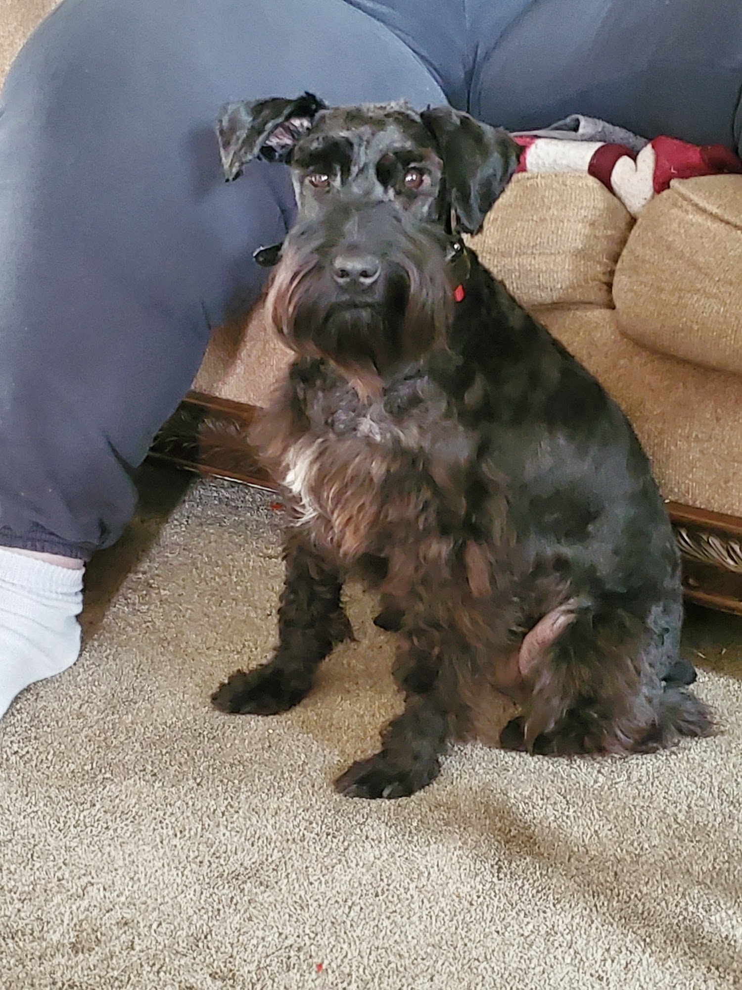 Susies dog grooming Albert Lea