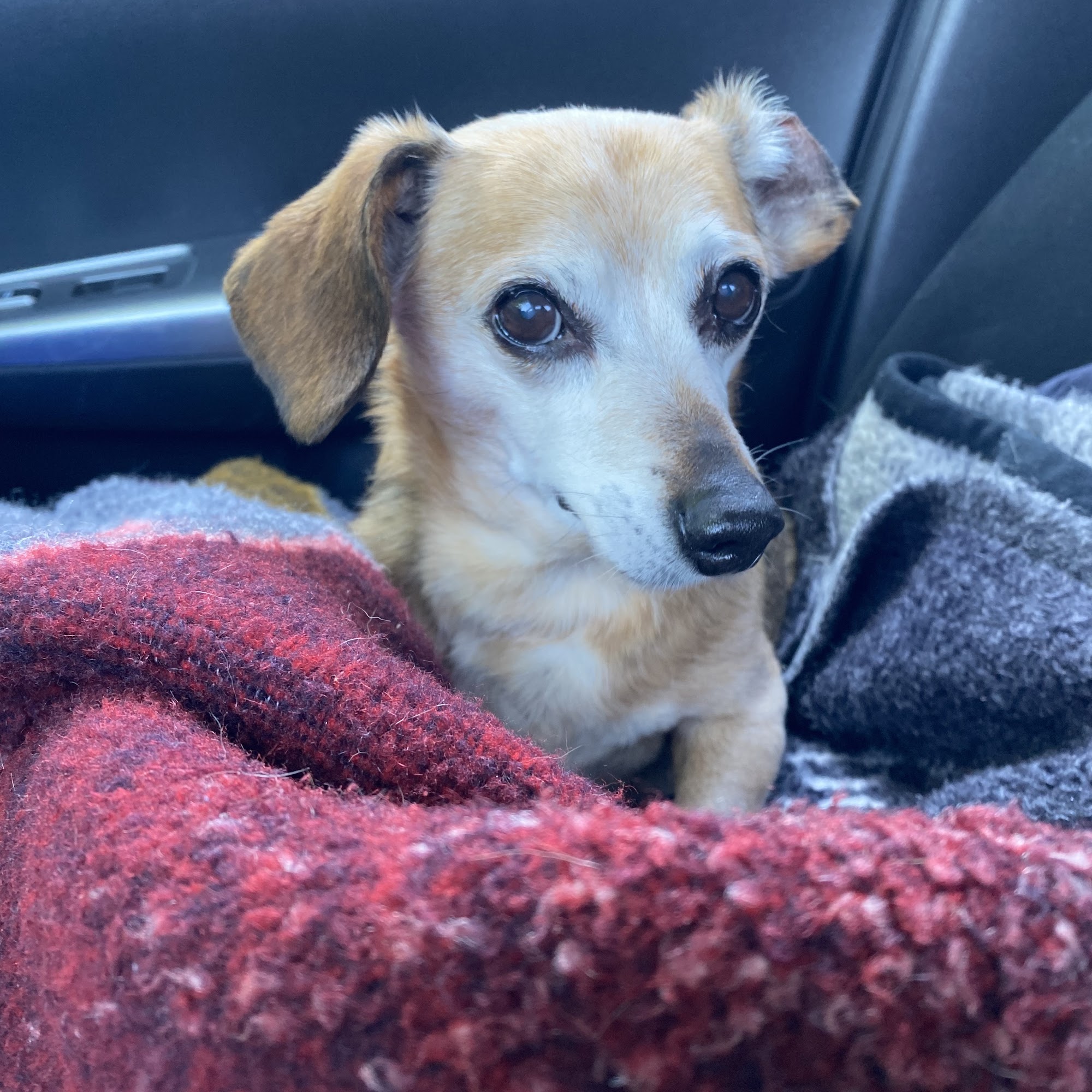 Pet Nation Veterinary Care Center Albertville