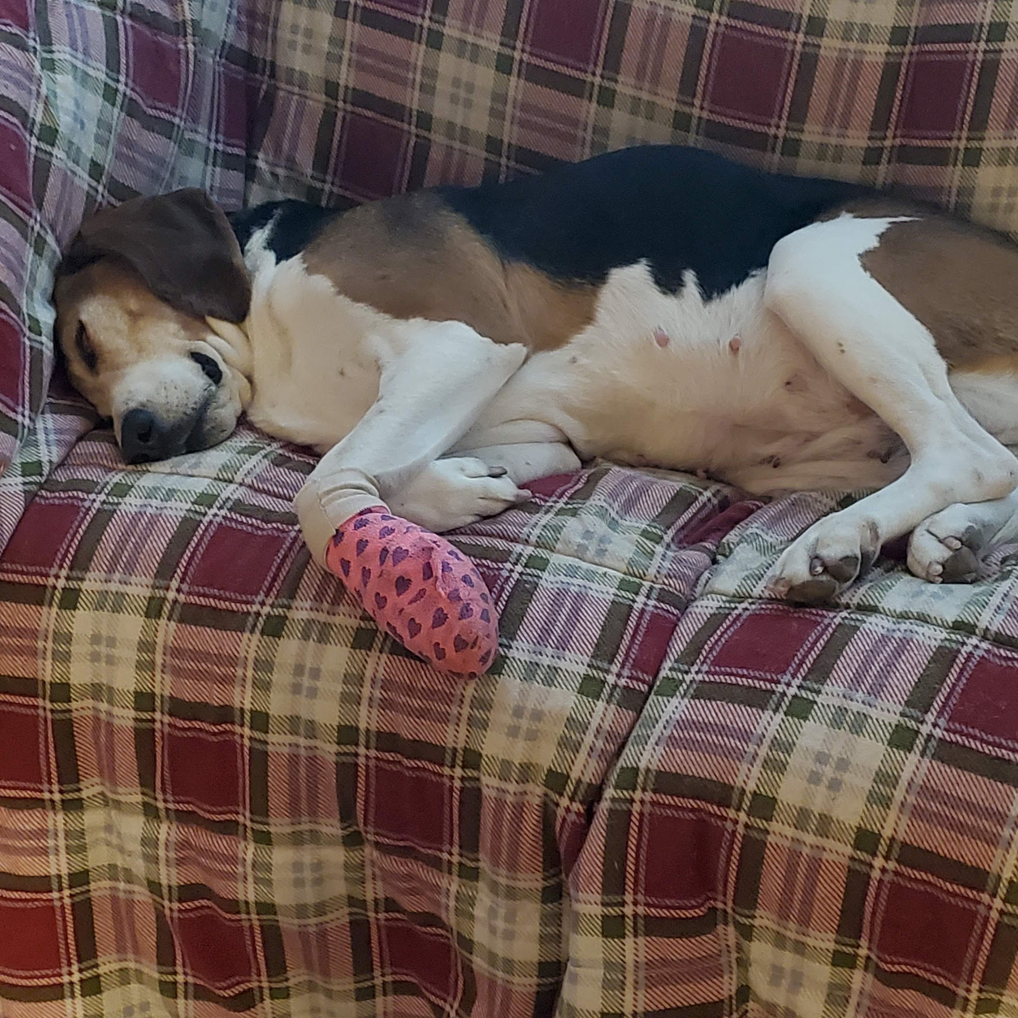 BestFriends Veterinary Clinic Albertville