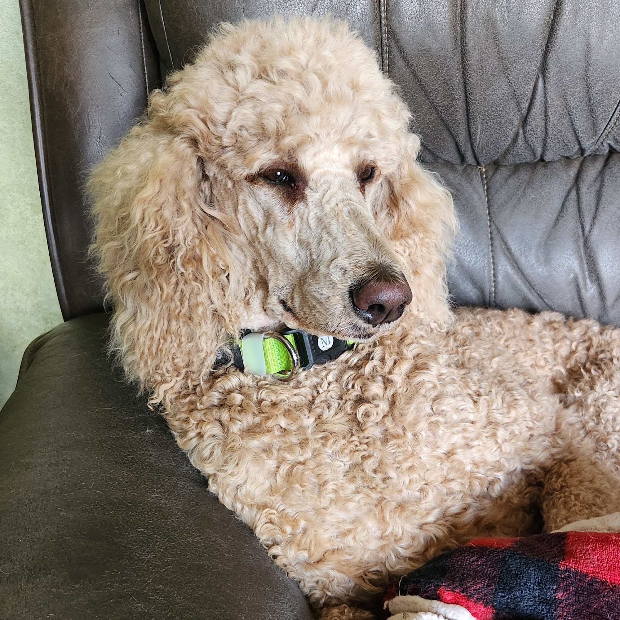 Alexandrias animal doctor Alexandria