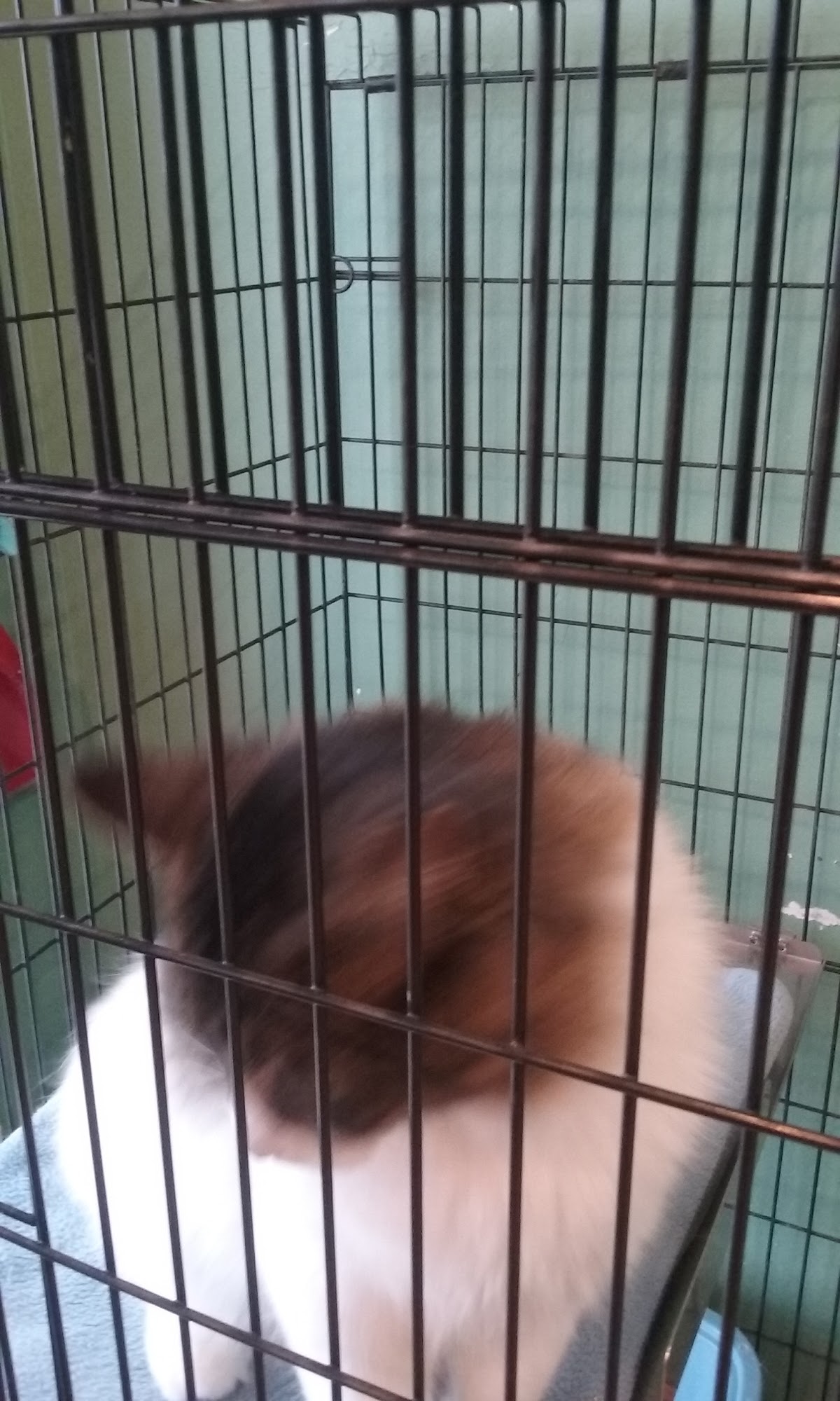 Lakes Area Humane Society Alexandria