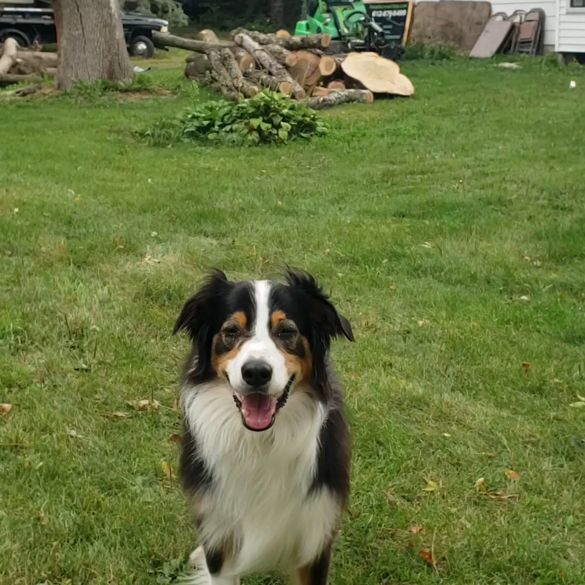 Animal Eye Specialty Center Andover