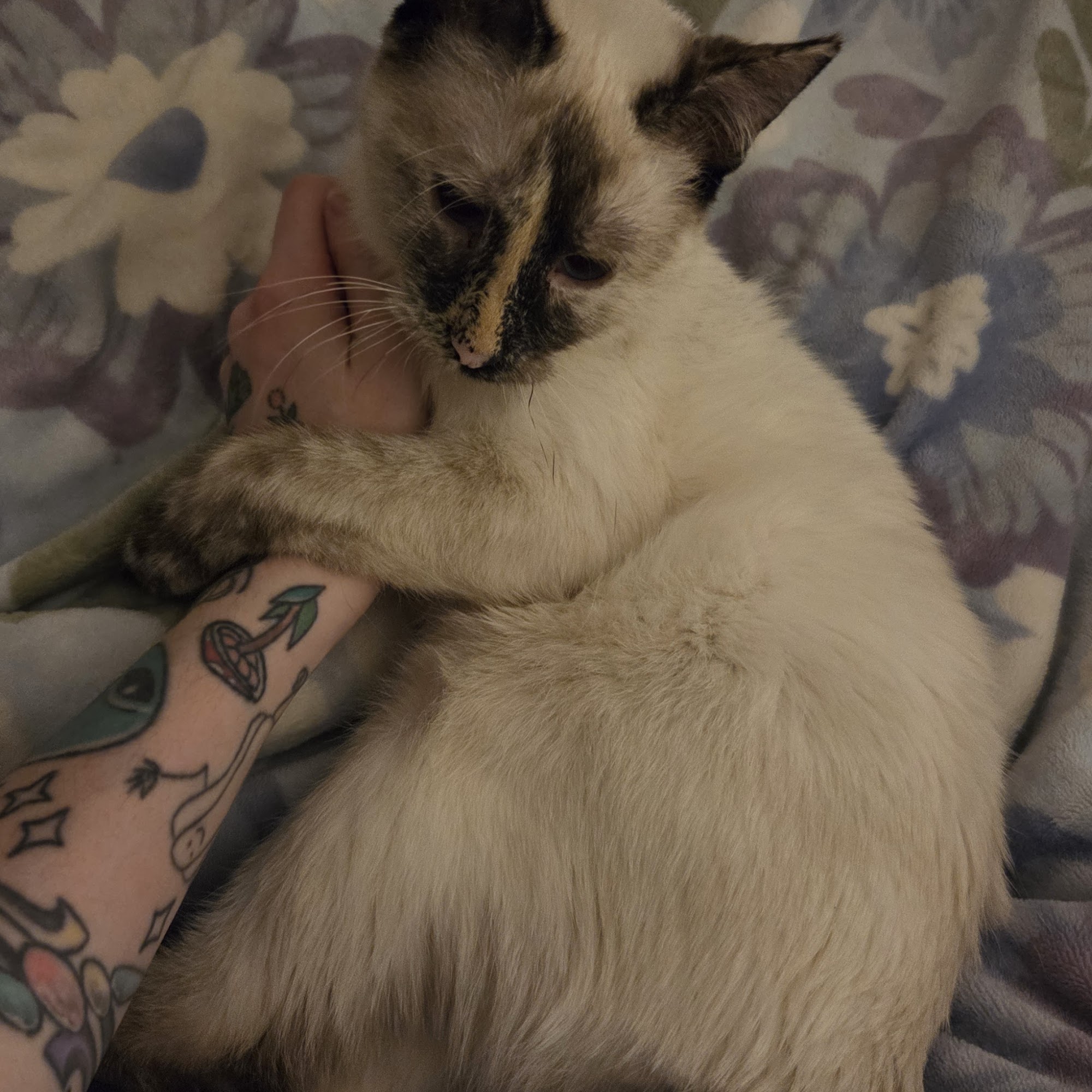 Andover Animal Hospital Andover