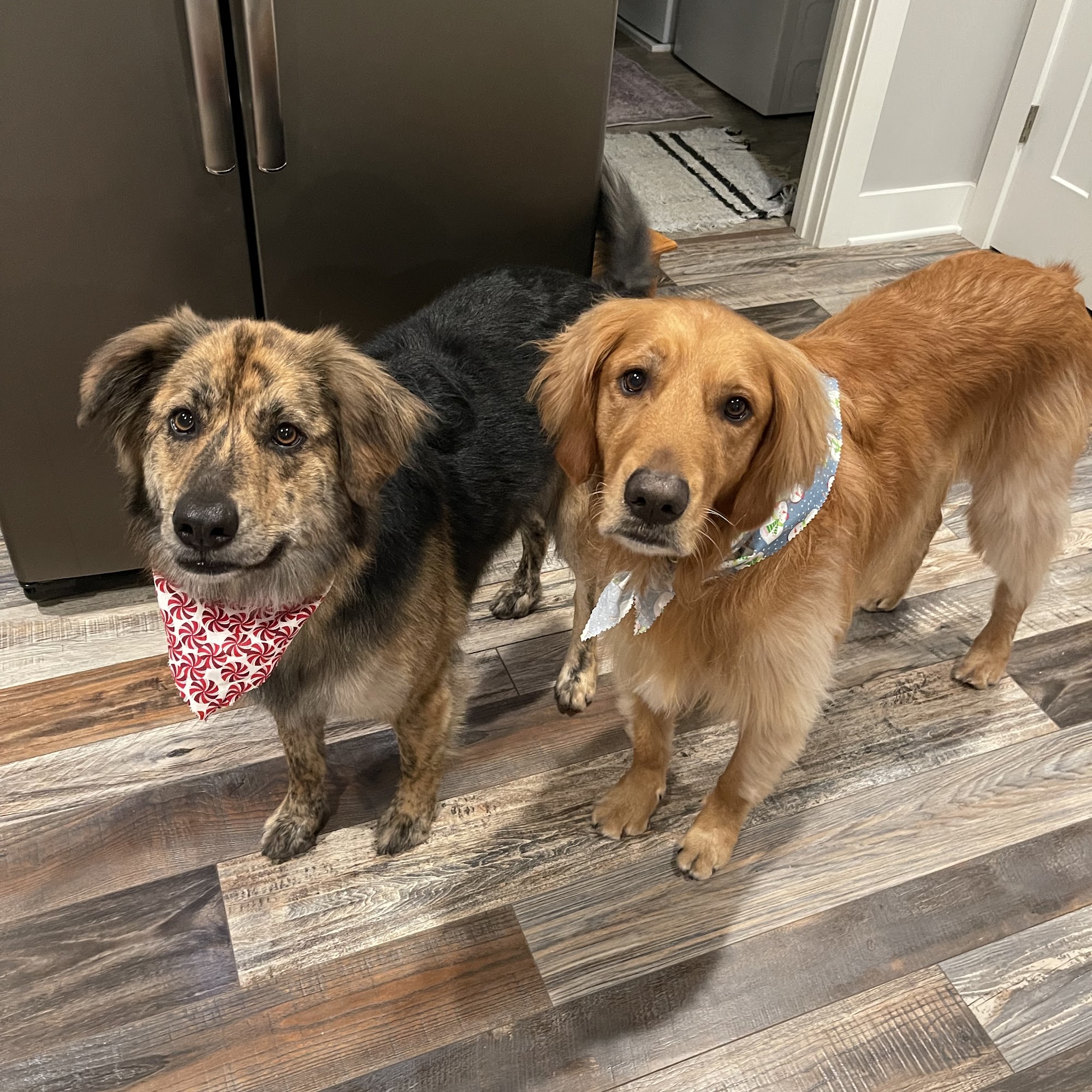 Annandale Veterinary Clinic Annandale