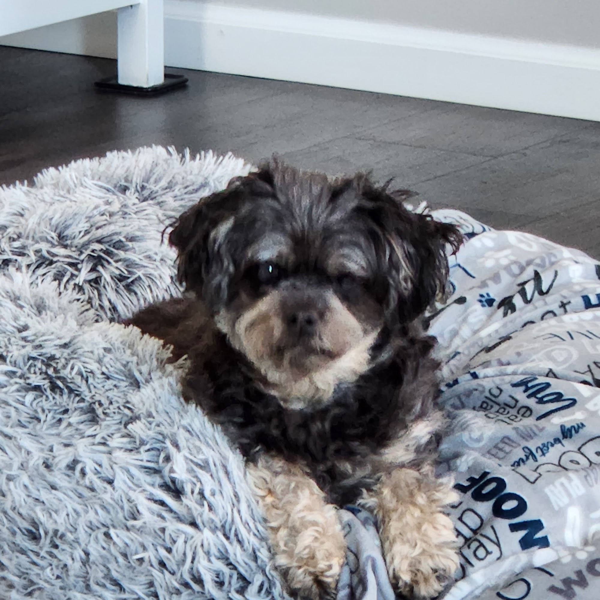 East Valley Animal Clinic: Ranzinger Kathy, DVM Apple Valley