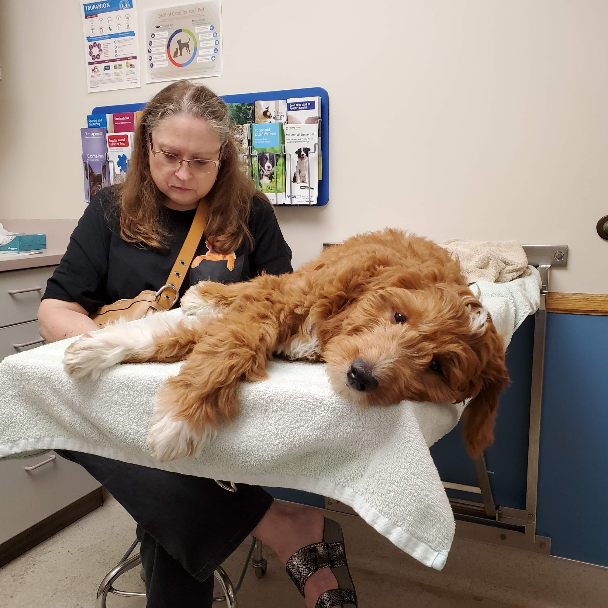 Palomino Pet Hospital & Clinic Apple Valley