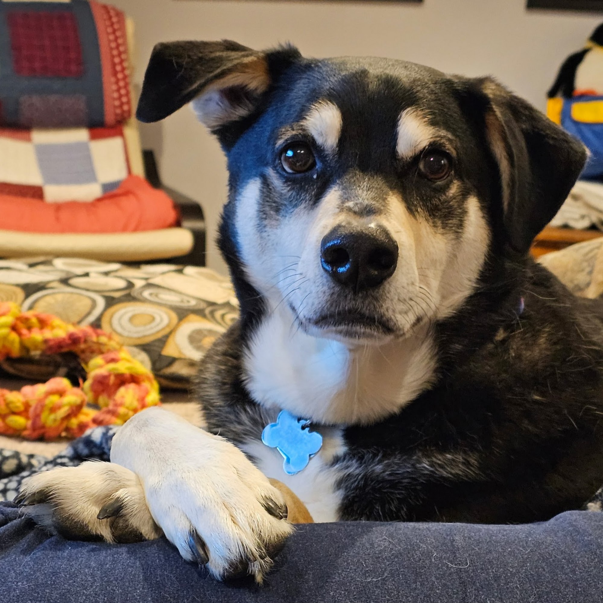 South Metro Animal Emergency Care Apple Valley