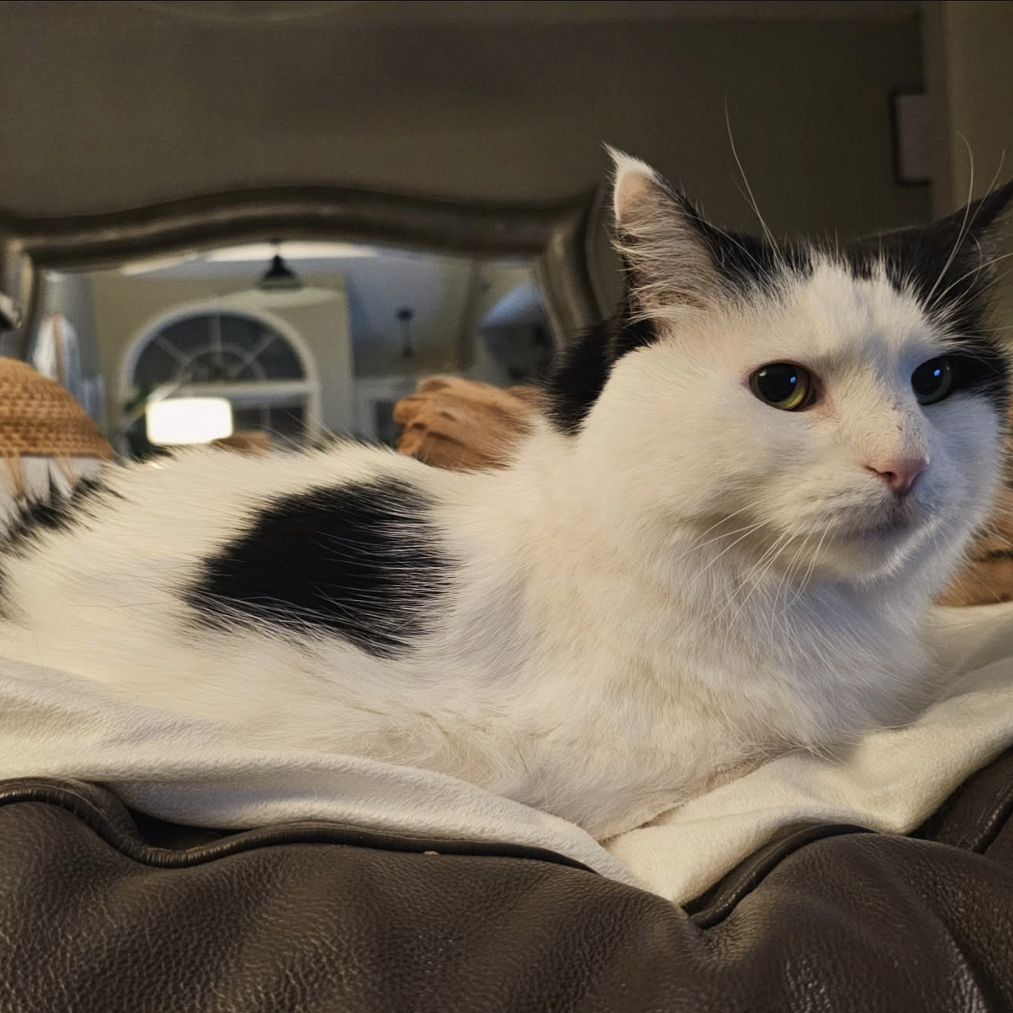 Arden Shoreview Animal Hospital Arden Hills