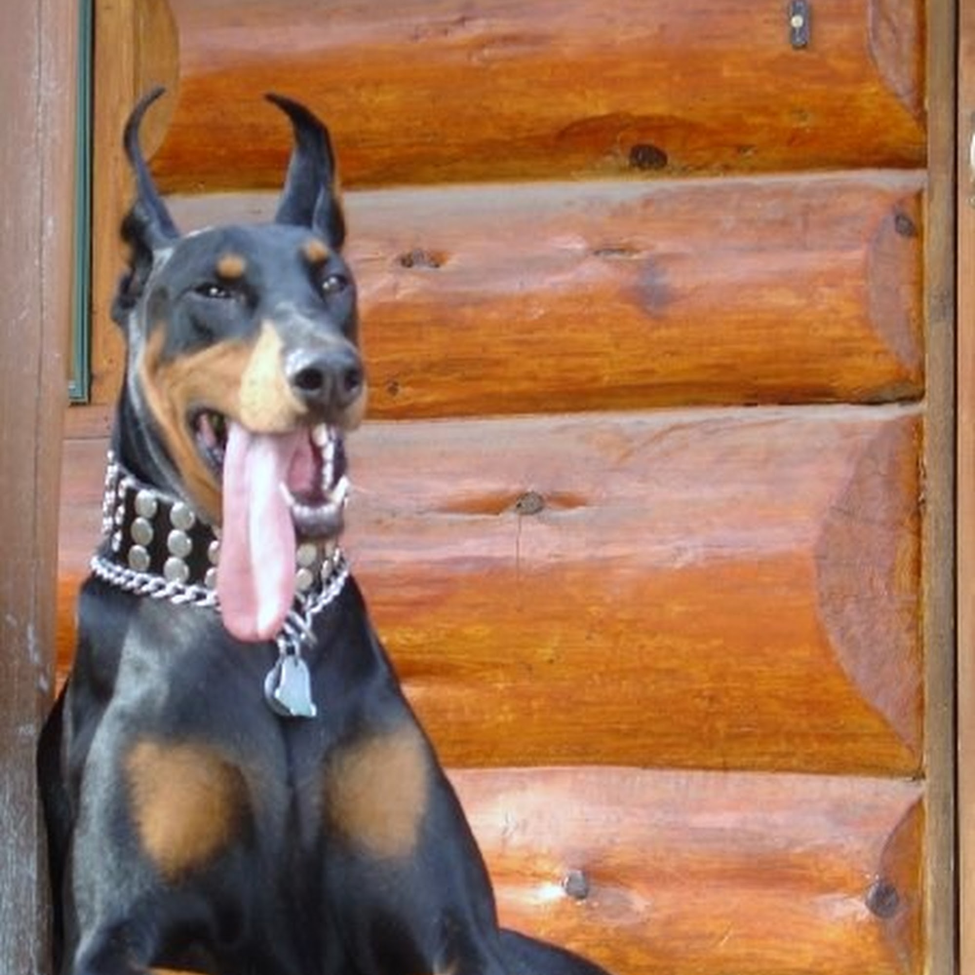 Williams Michael H DVM Austin