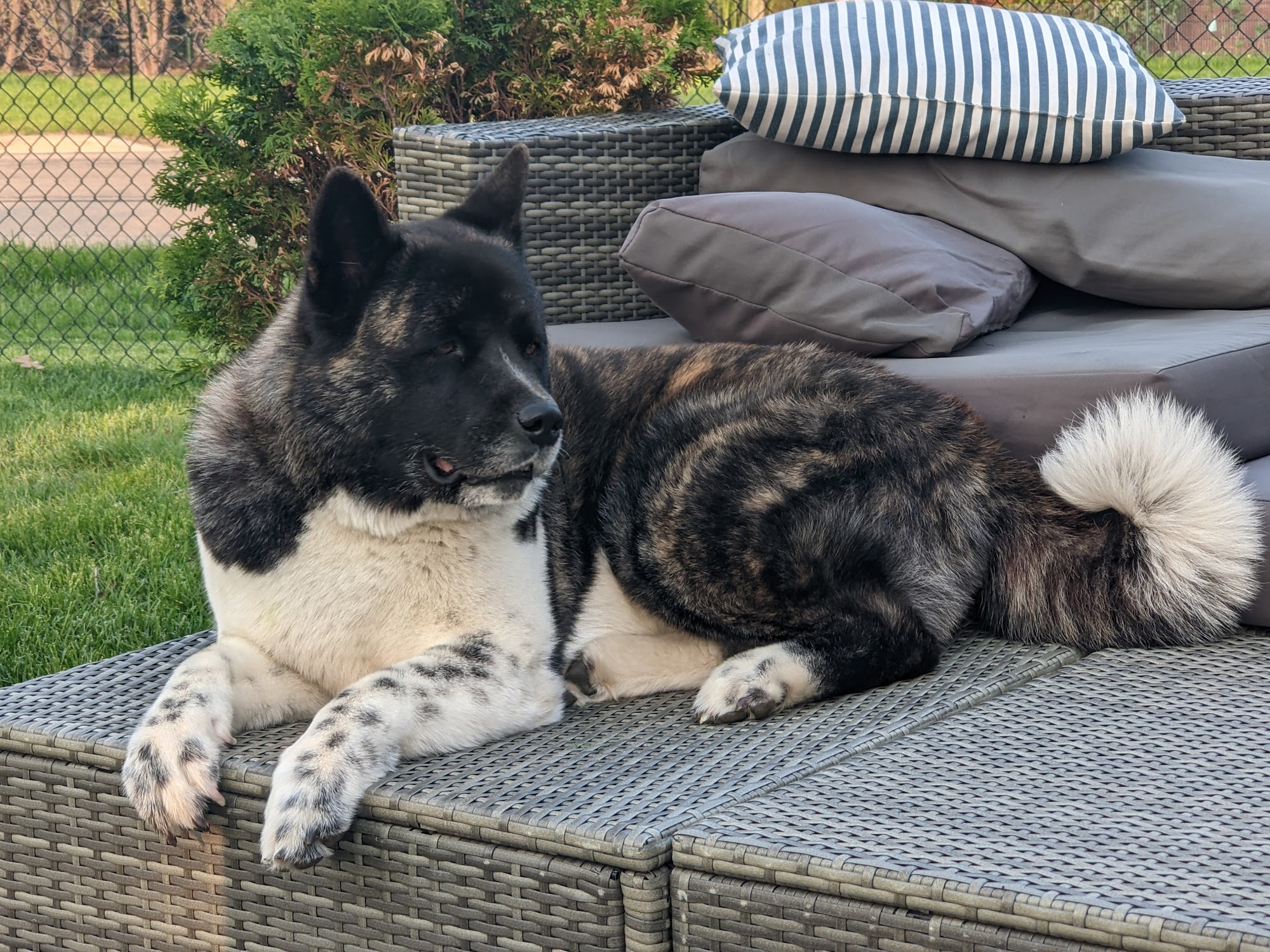 Pet Supplies Plus Austin Austin