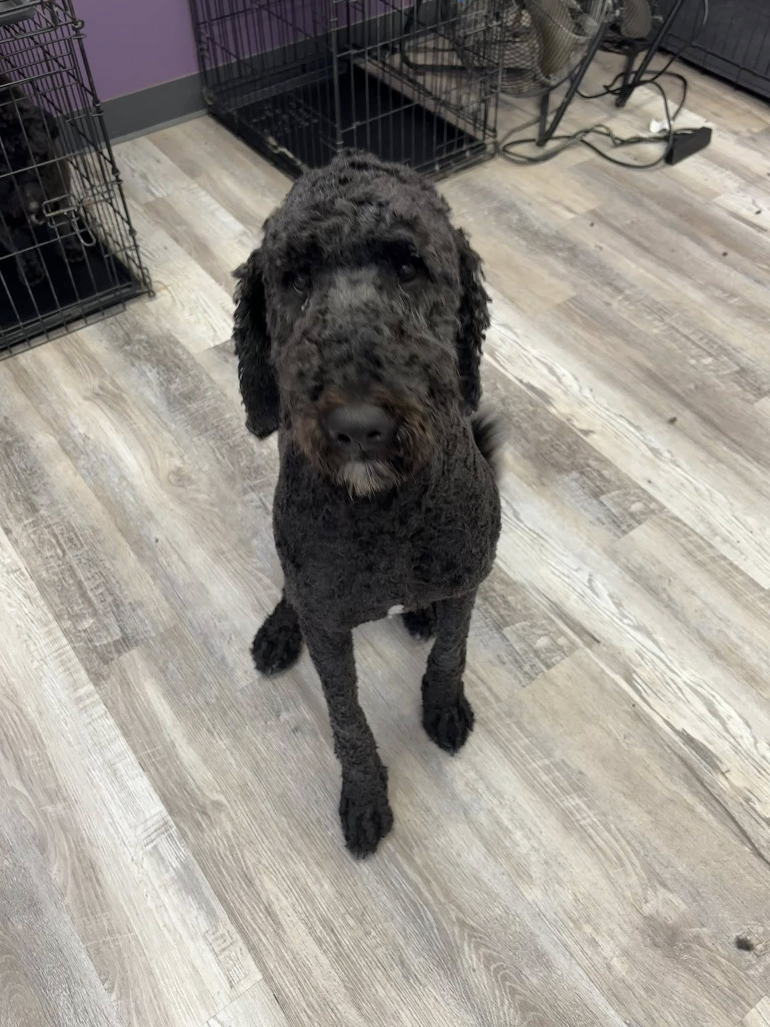 Furry Friends Dog Grooming