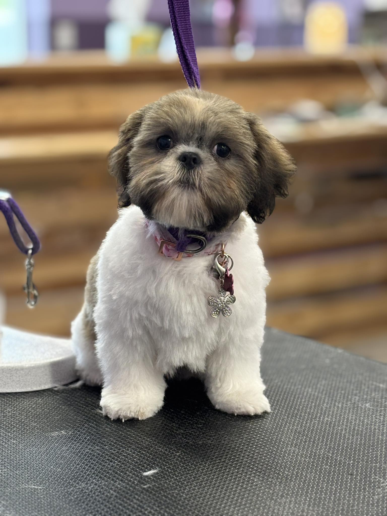 Furry Friends Dog Grooming Austin