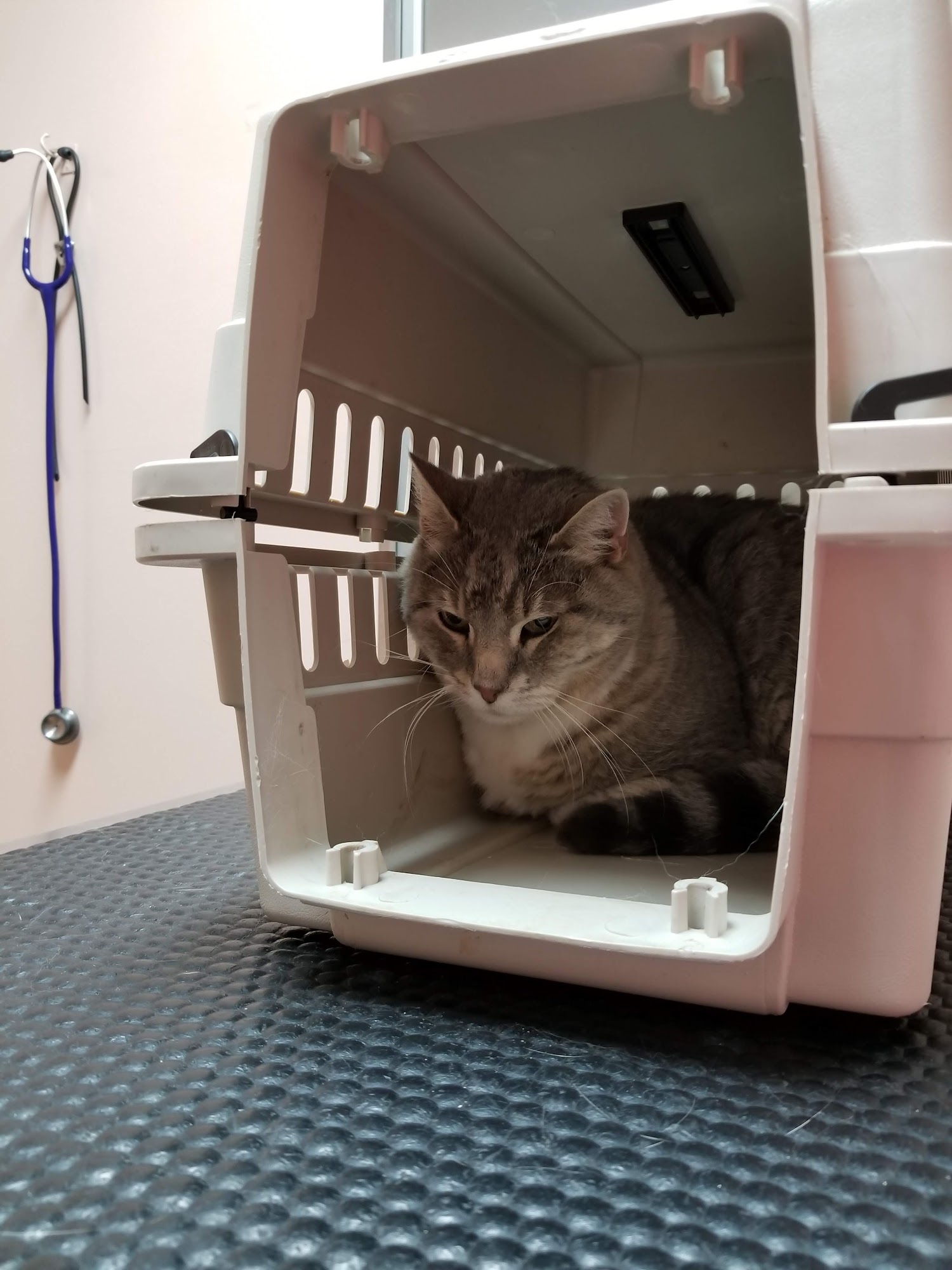 Lakes Veterinary Hospital Battle Lake