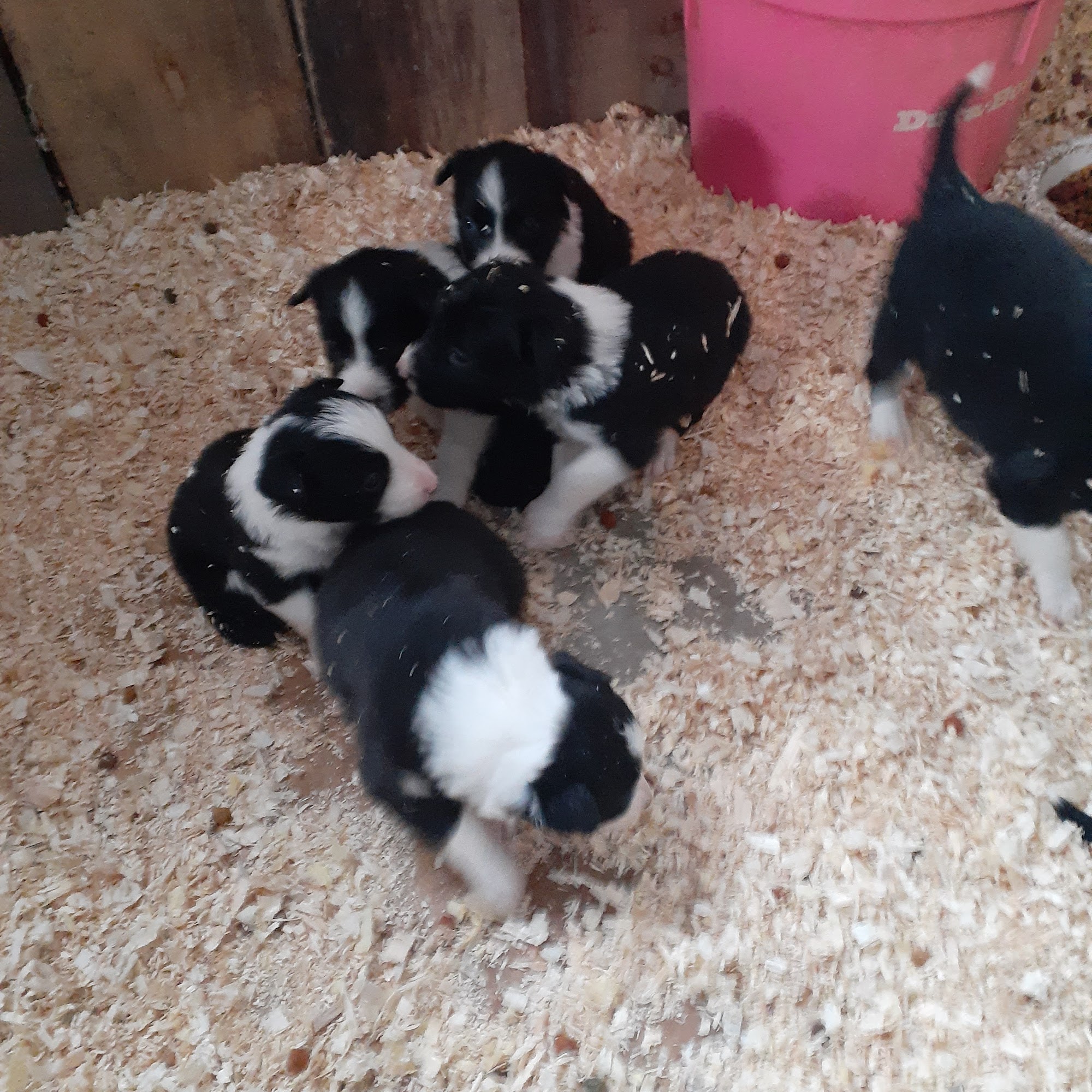 Lakes Veterinary Hospital Battle Lake