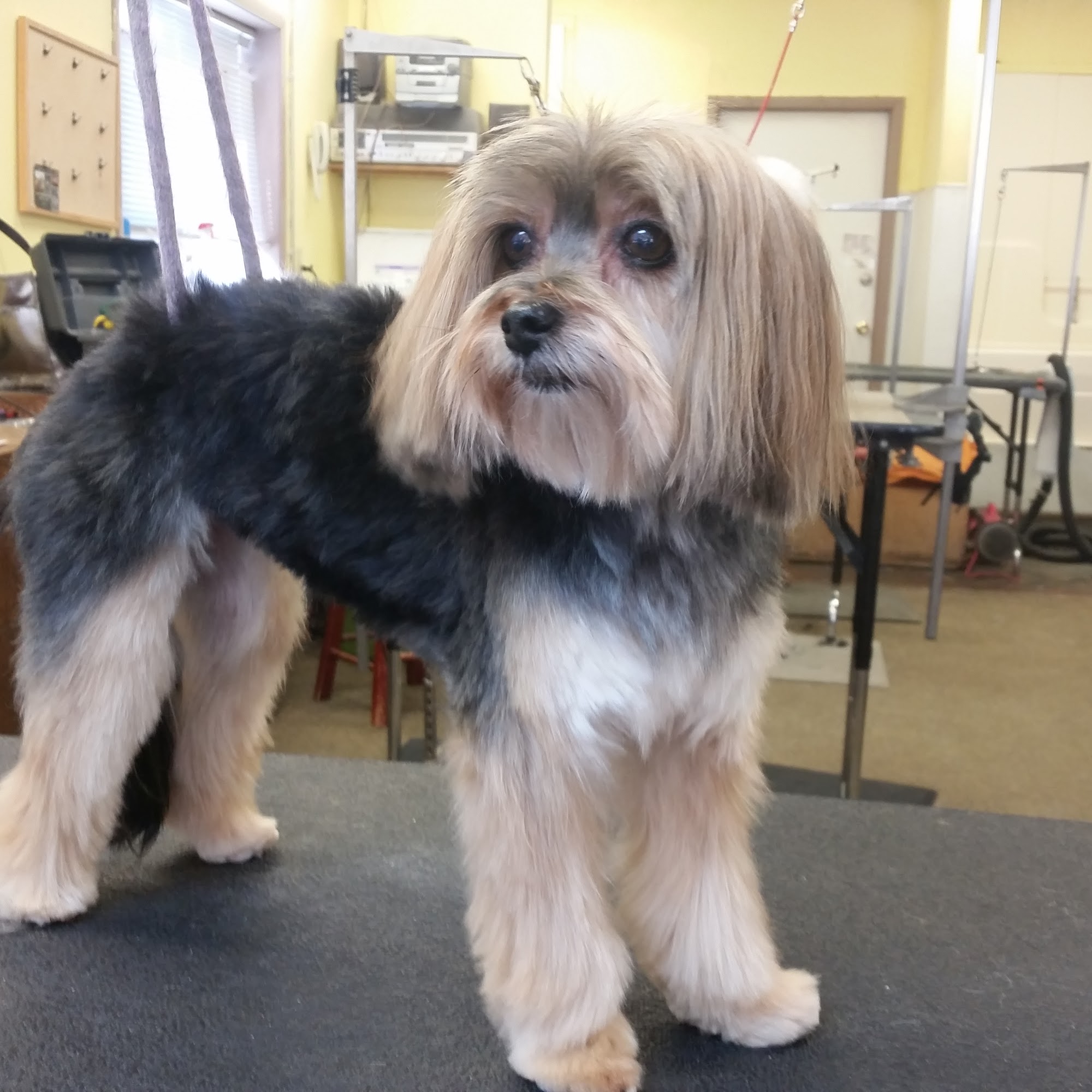 North Pine Pet Grooming 17440 124th St SE, Becker Minnesota 55308