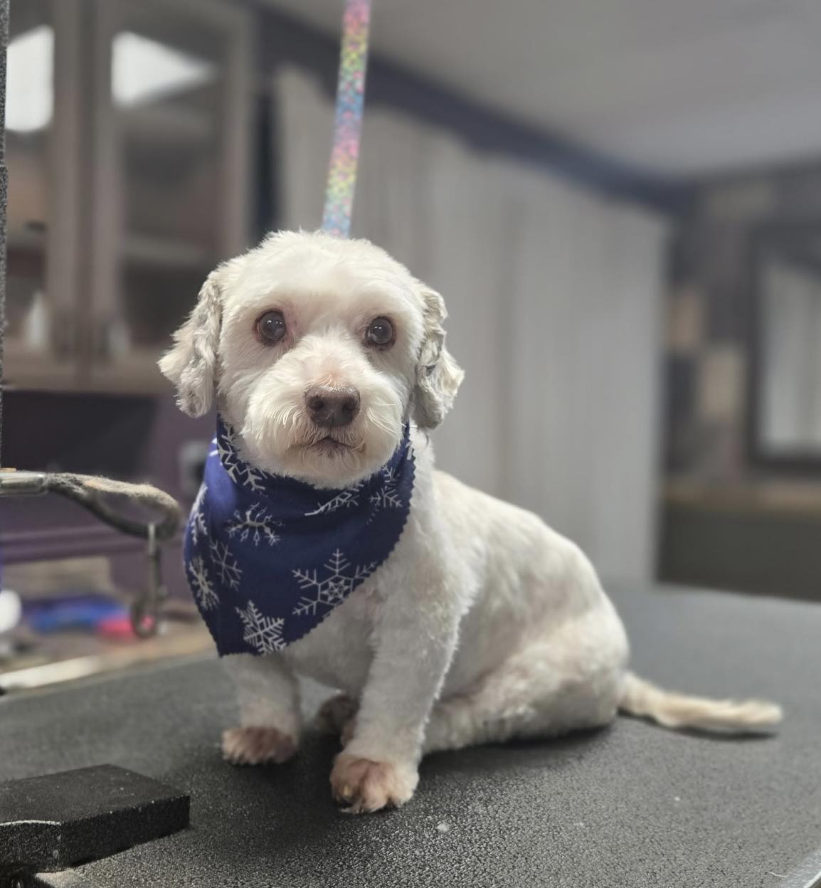 Petopia Animal Wellness Spa and Salon Bemidji