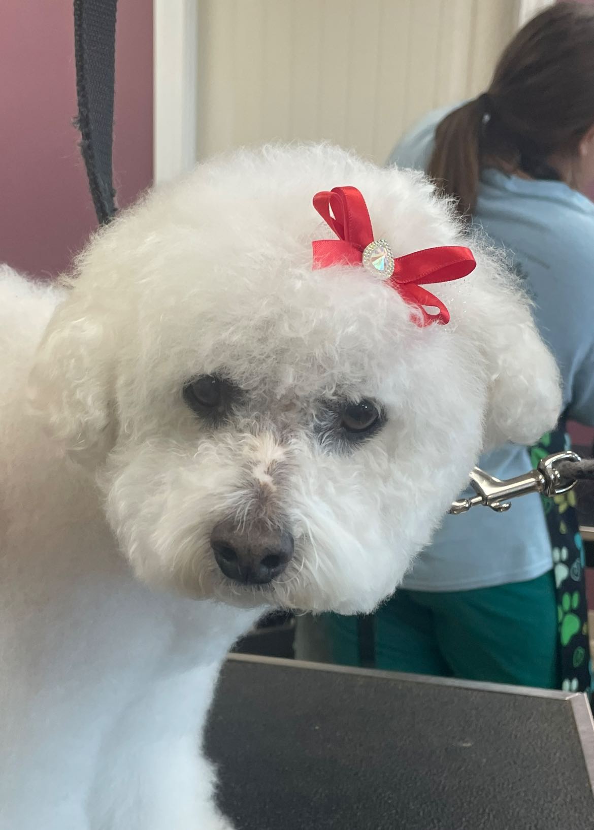 Canine Divine Bemidji