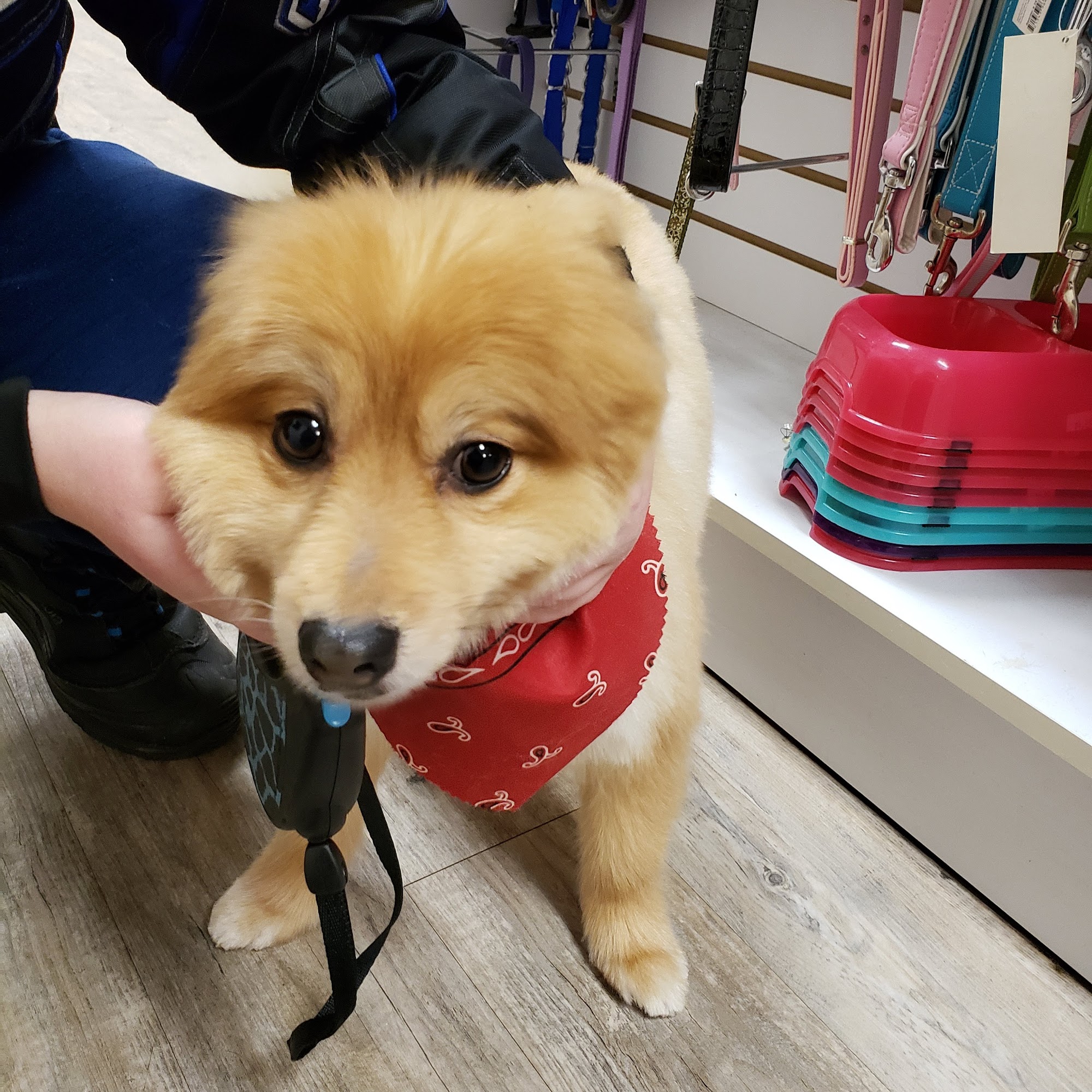 Canine Divine Bemidji