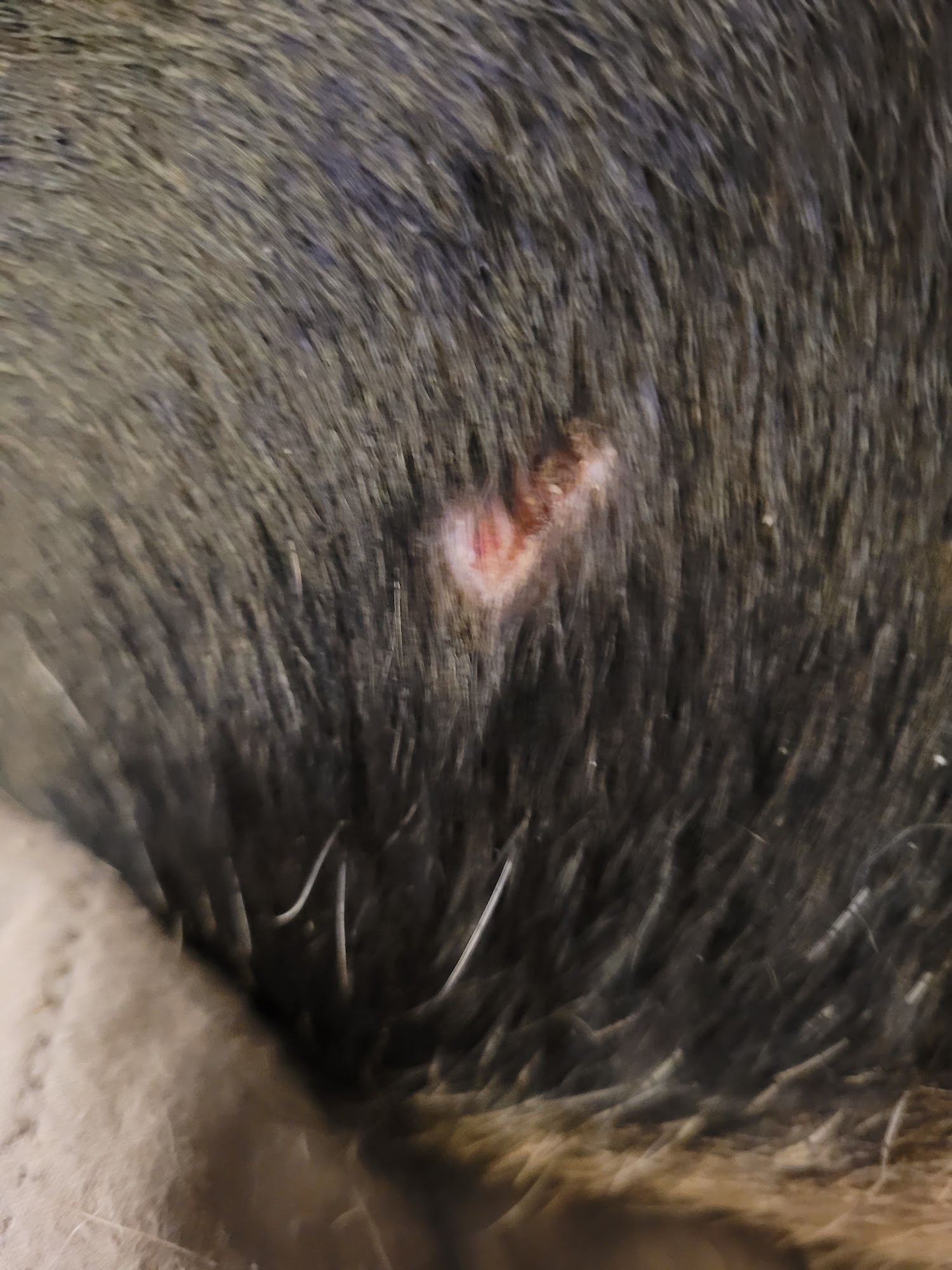 The Dog House Inn, LLC Bemidji