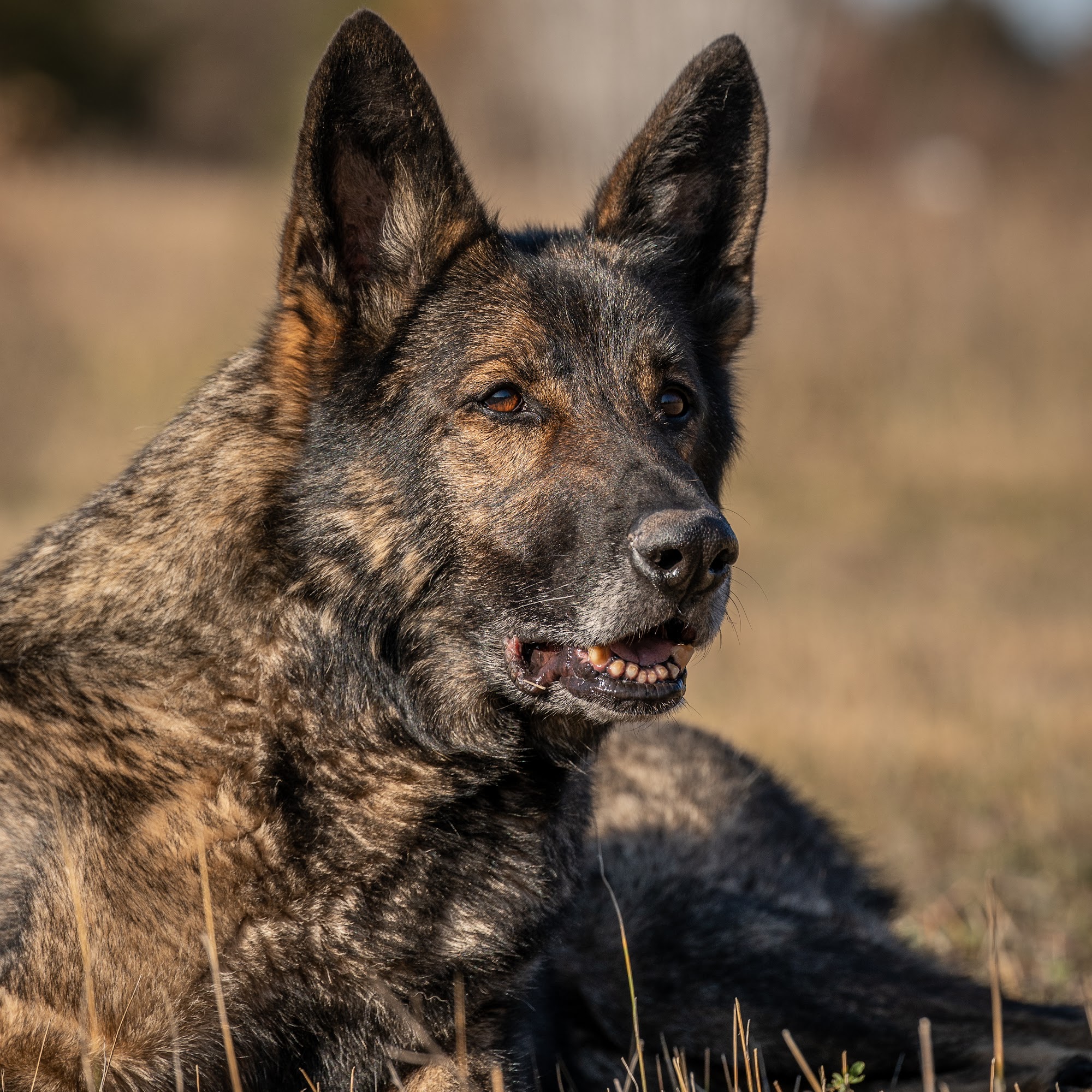 Coppermoon German Shepherds 12427 Lizzy Ln NW, Bemidji Minnesota 56601