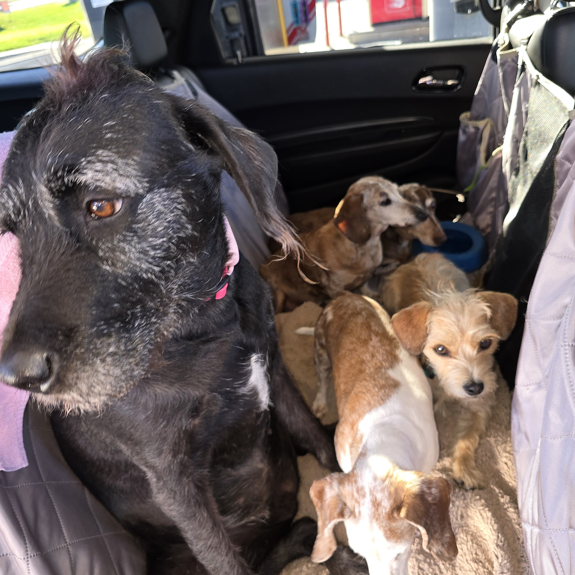 Big Lake Area Veterinary Hospital Big Lake