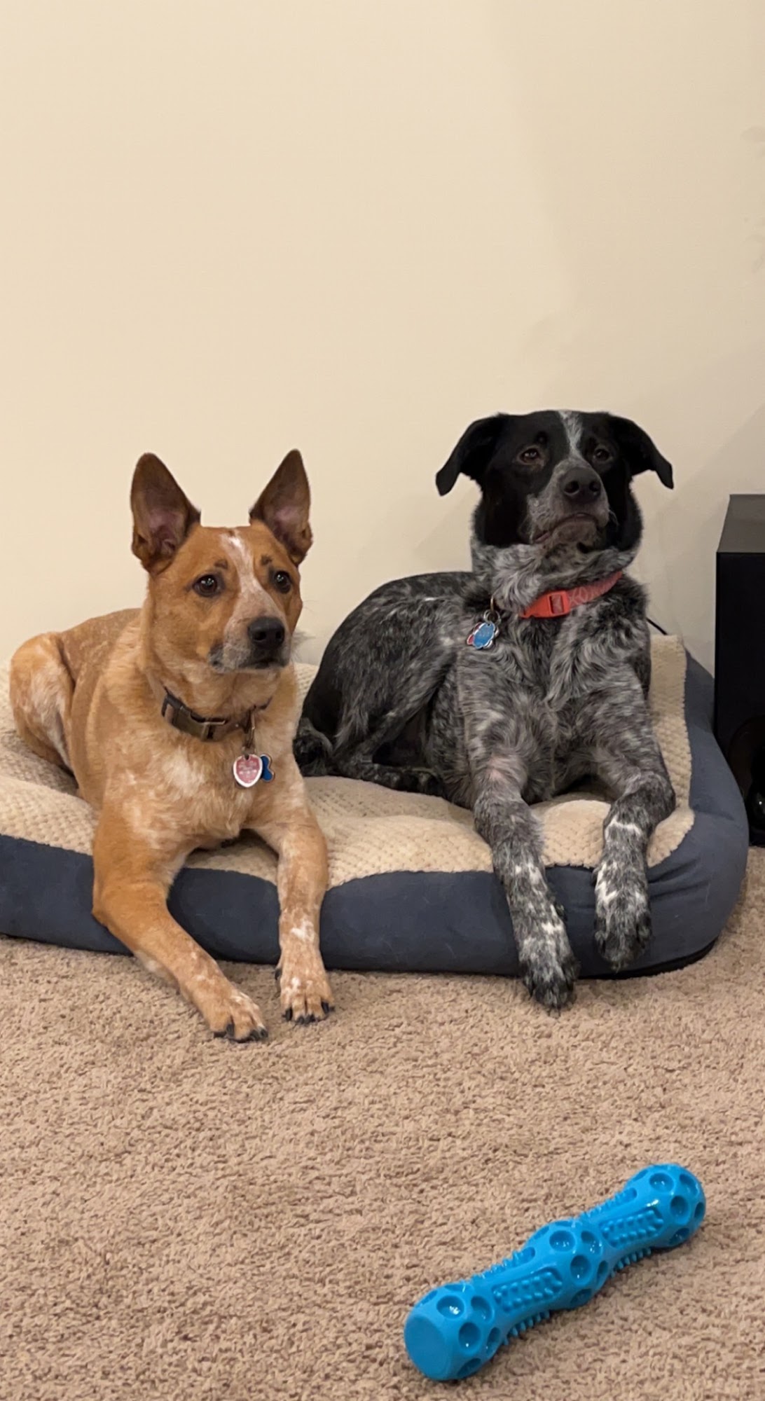 Advanced Veterinary Care Blaine