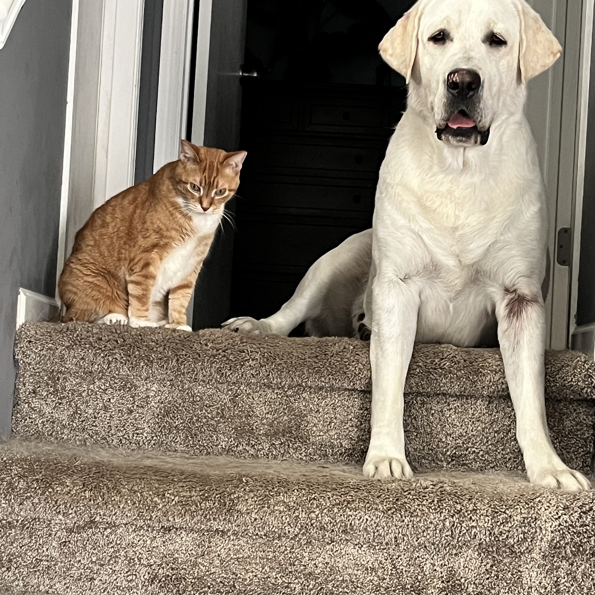 Blaine Area Pet Hospital PA Blaine