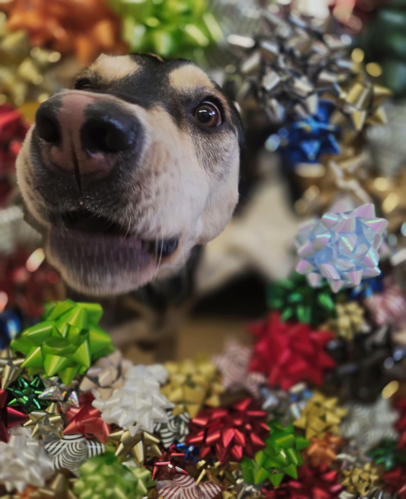 Blaine Kennels Boarding, Training & Daycare Blaine