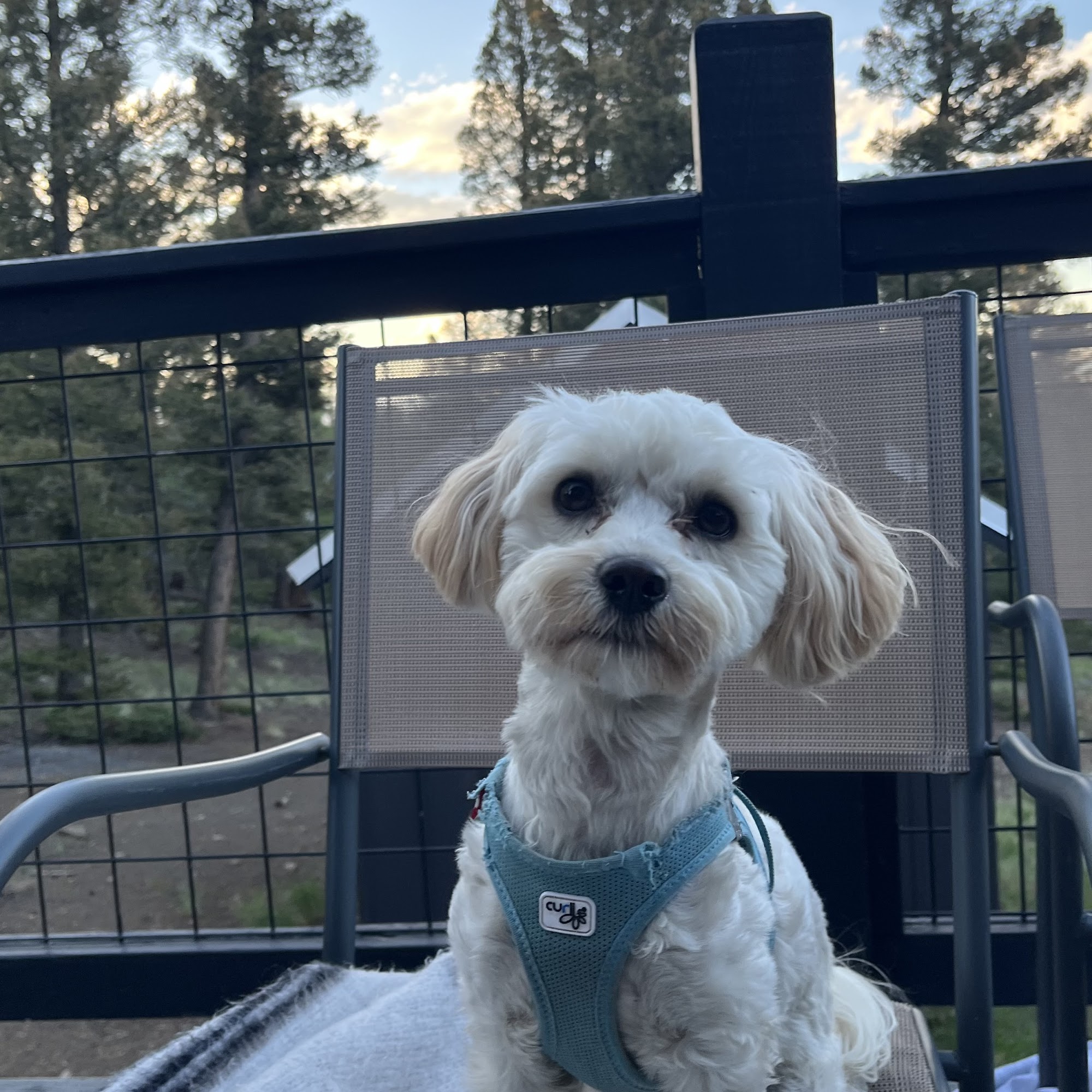 McHale Animal Hospital Blaine