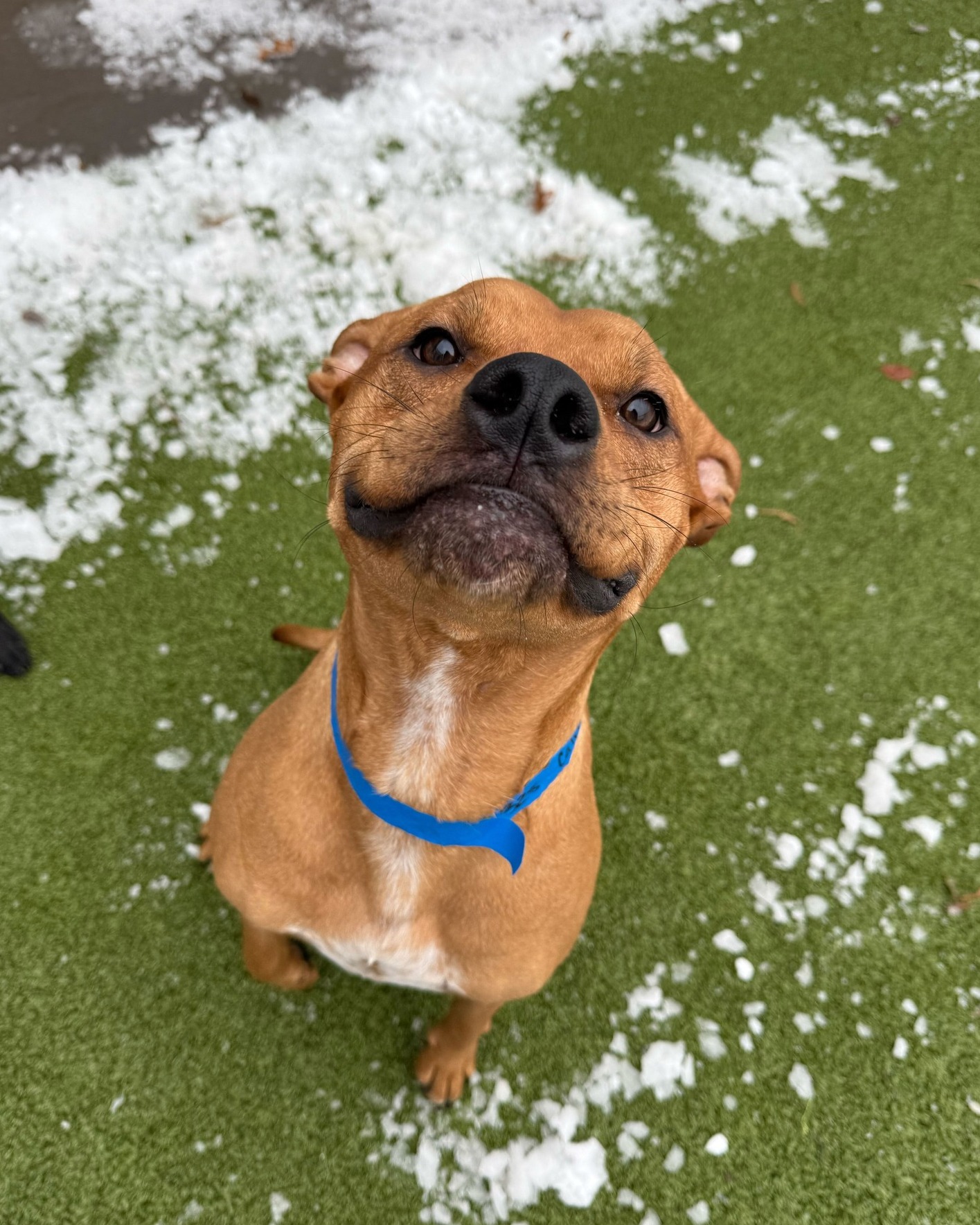 PetSuites Blaine Blaine