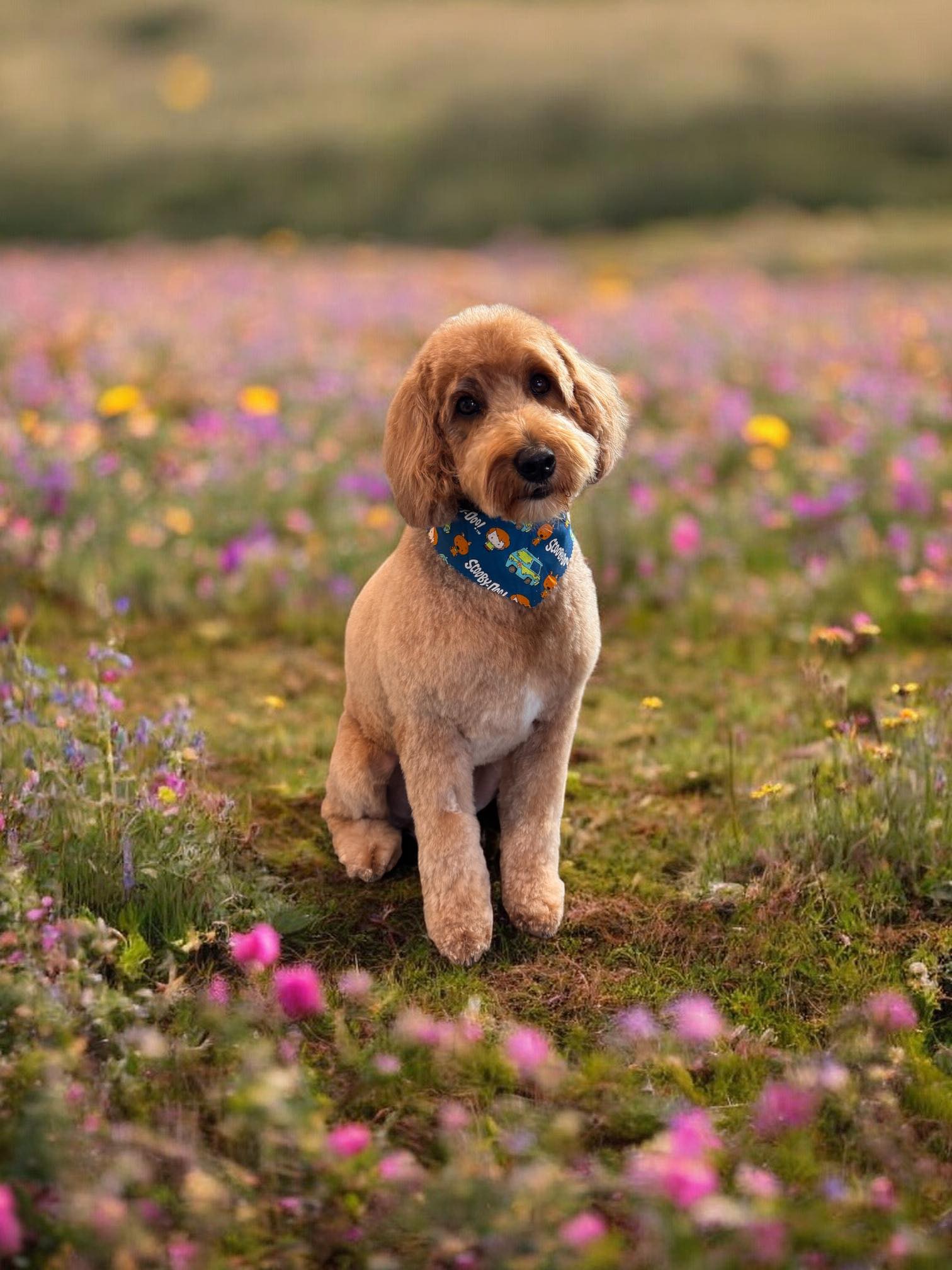 Maranda's Groom Room Blaine