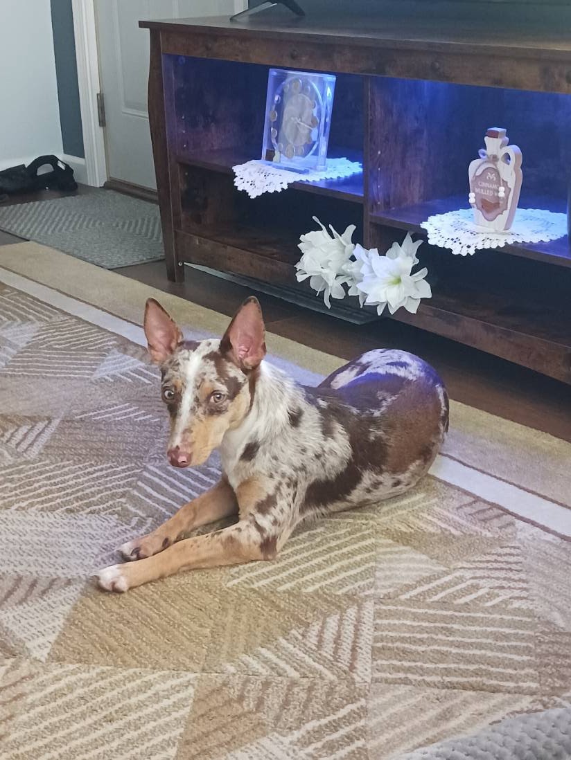 Blooming Prairie Veterinary Clinic Blooming Prairie