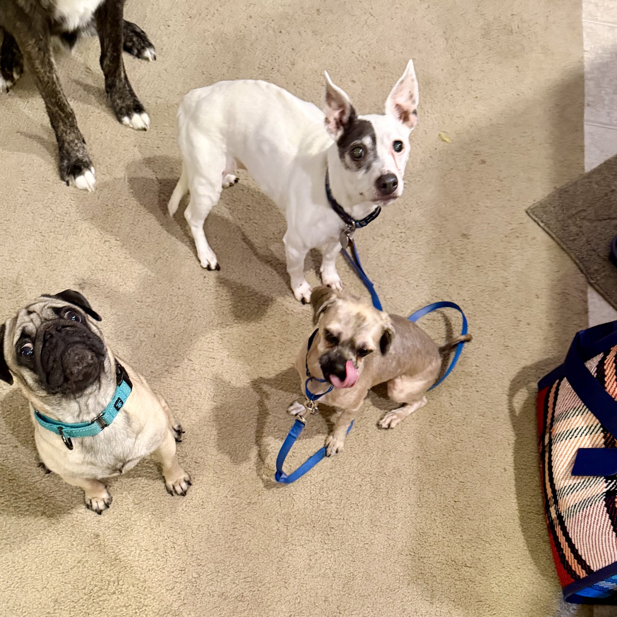 Blooming Prairie Veterinary Clinic Blooming Prairie