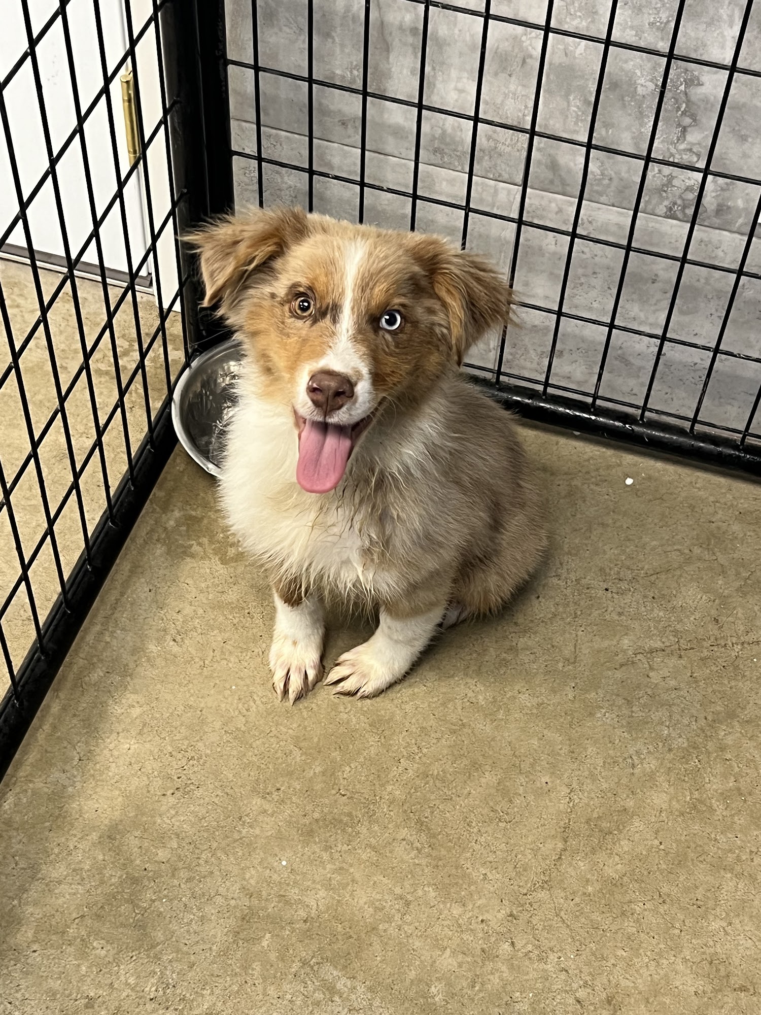 Faribault County Humane Society Blue Earth