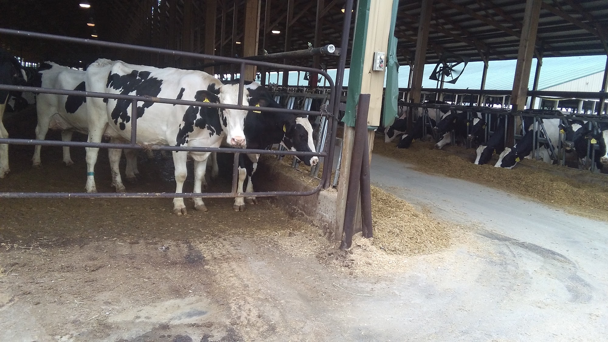 Greenstreak Dairy Borup