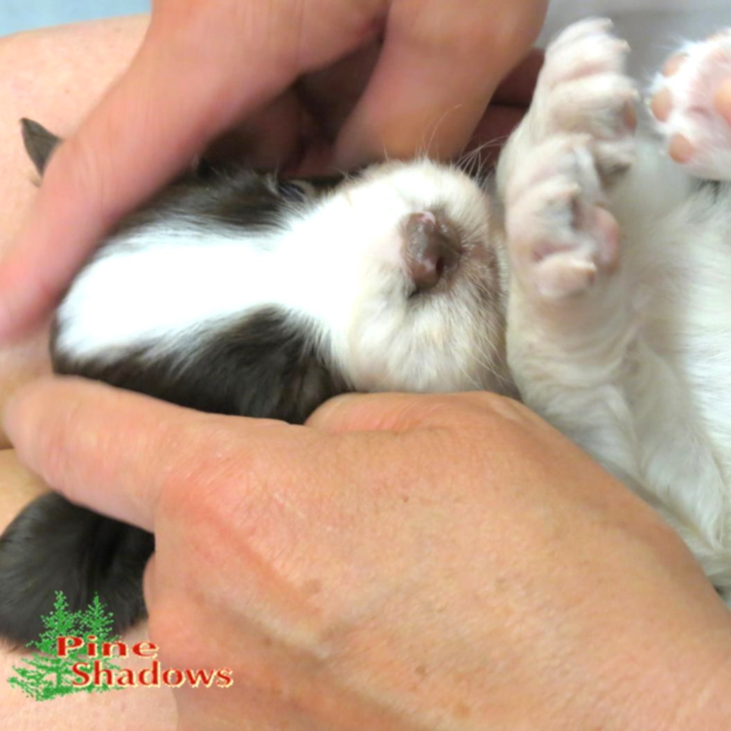 Pine Shadows Inc Brainerd