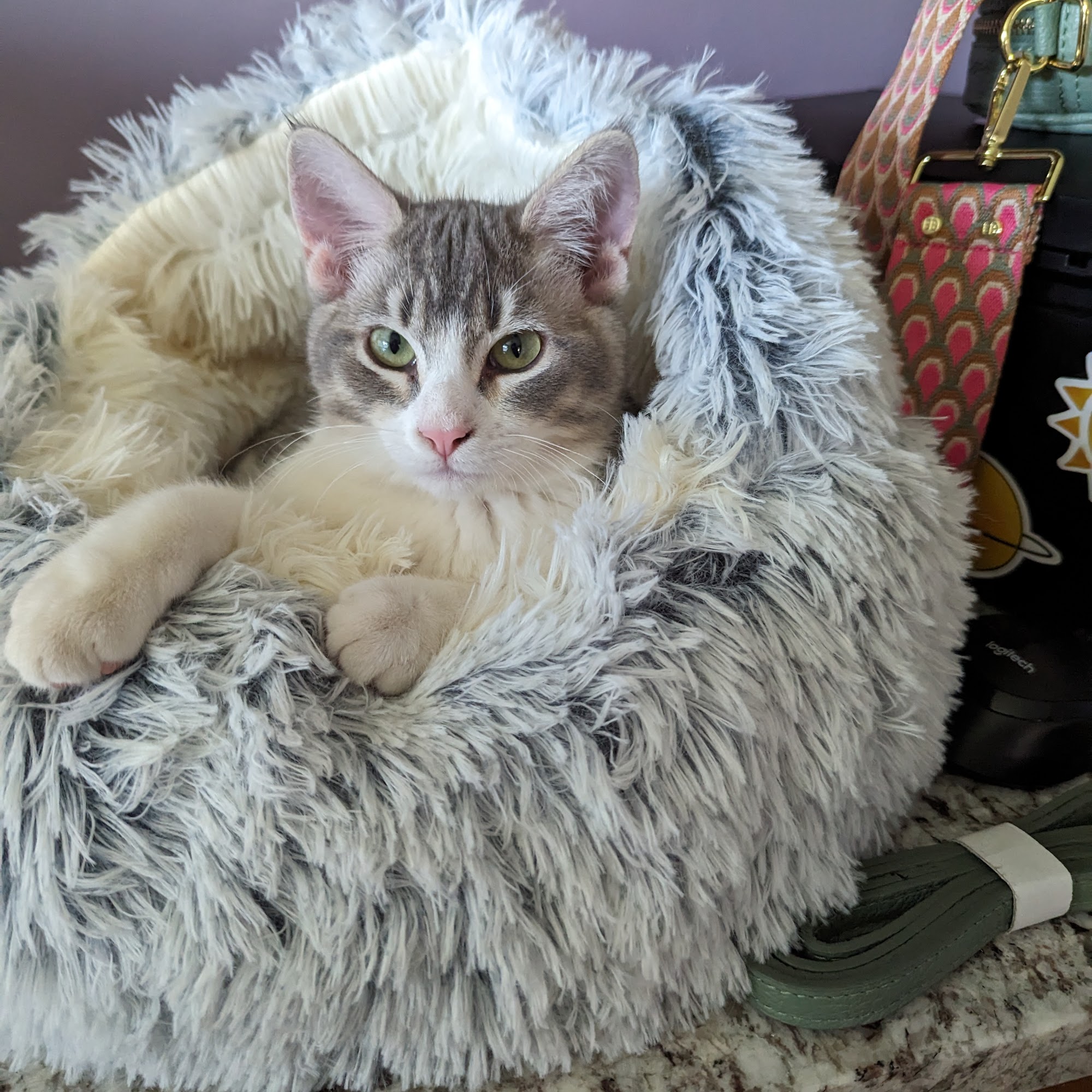 Heartland Animal Rescue Team Brainerd