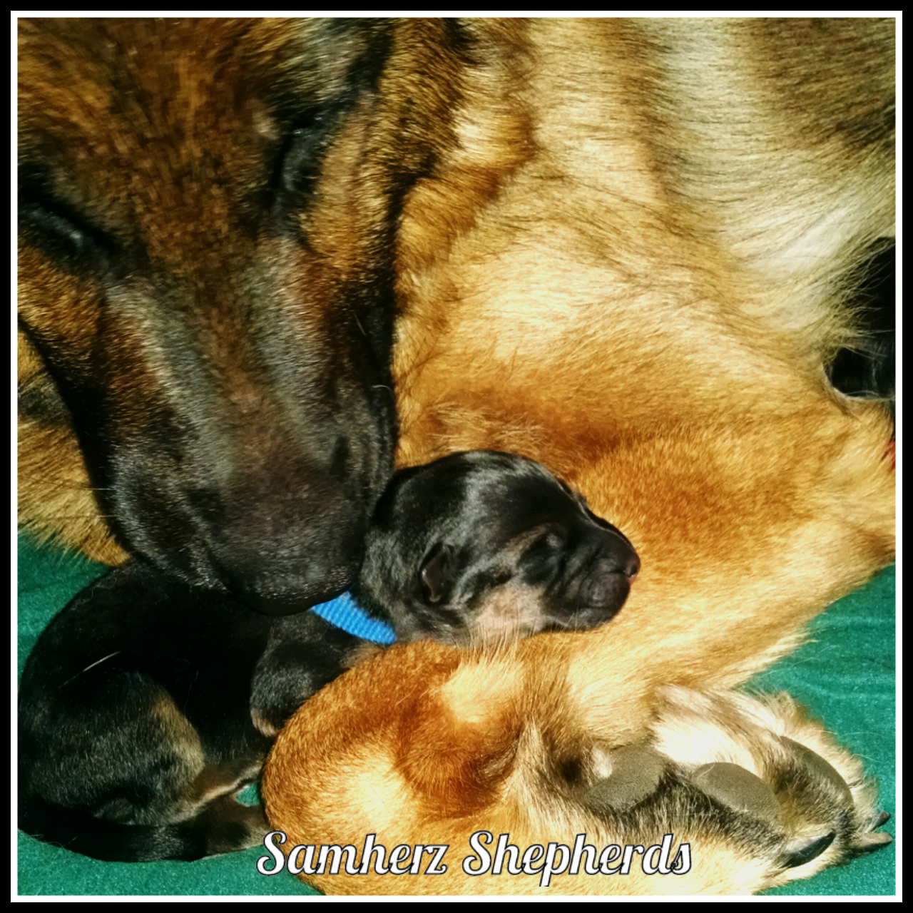 Samherz Shepherds LLC Brainerd