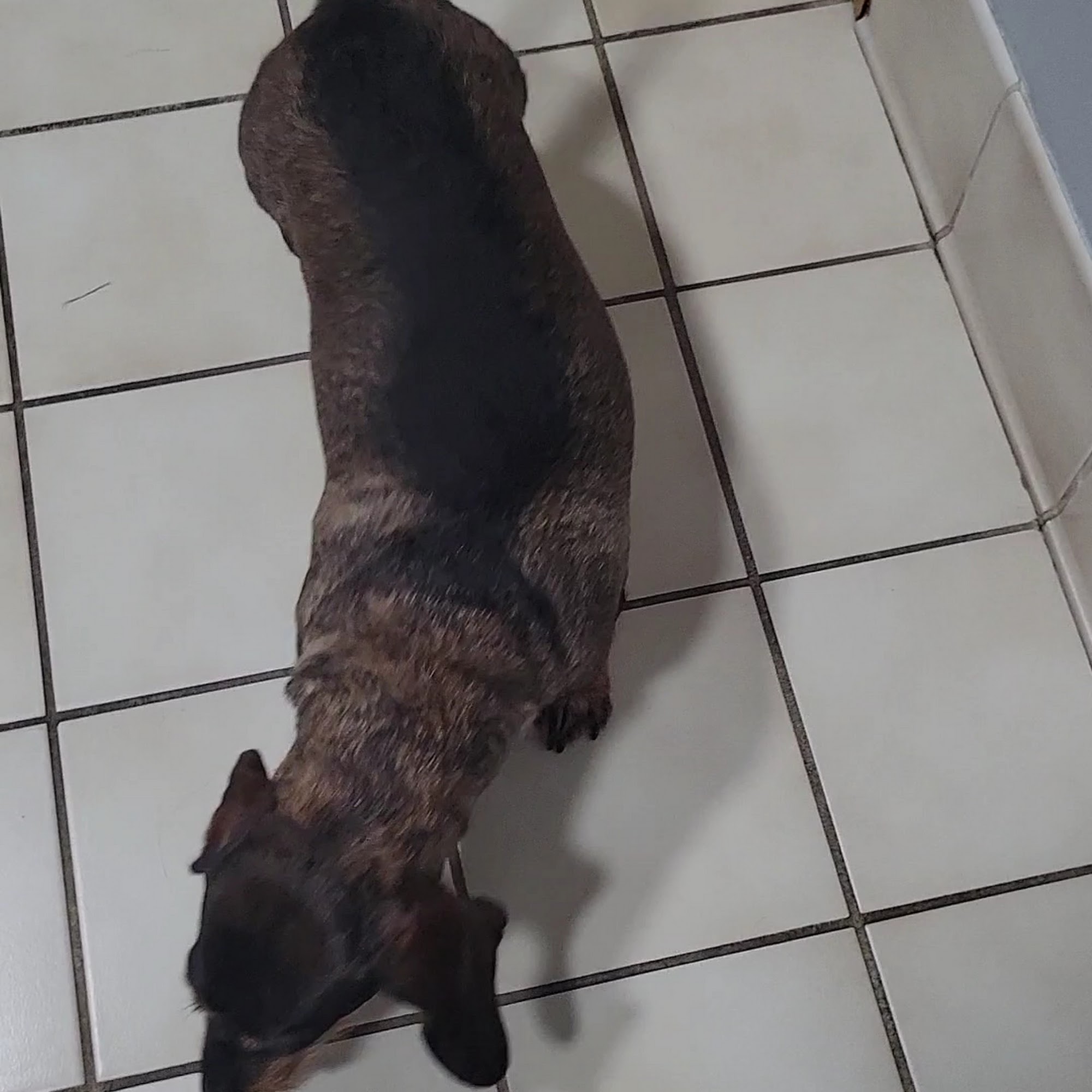 Brooklyn Park Pet Hospital Brooklyn Park