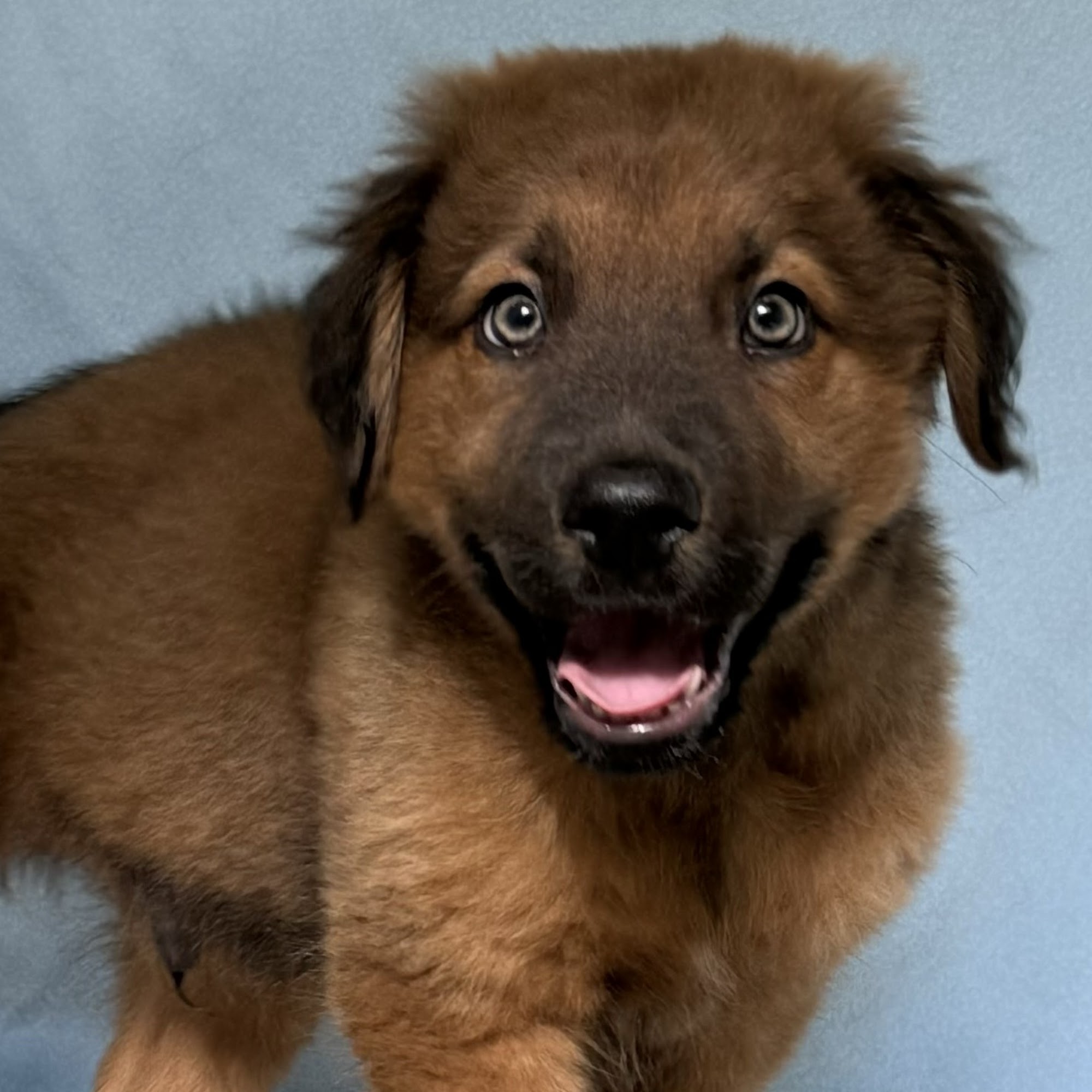 Crossroads Veterinary Clinic & Animal Shelter Buffalo