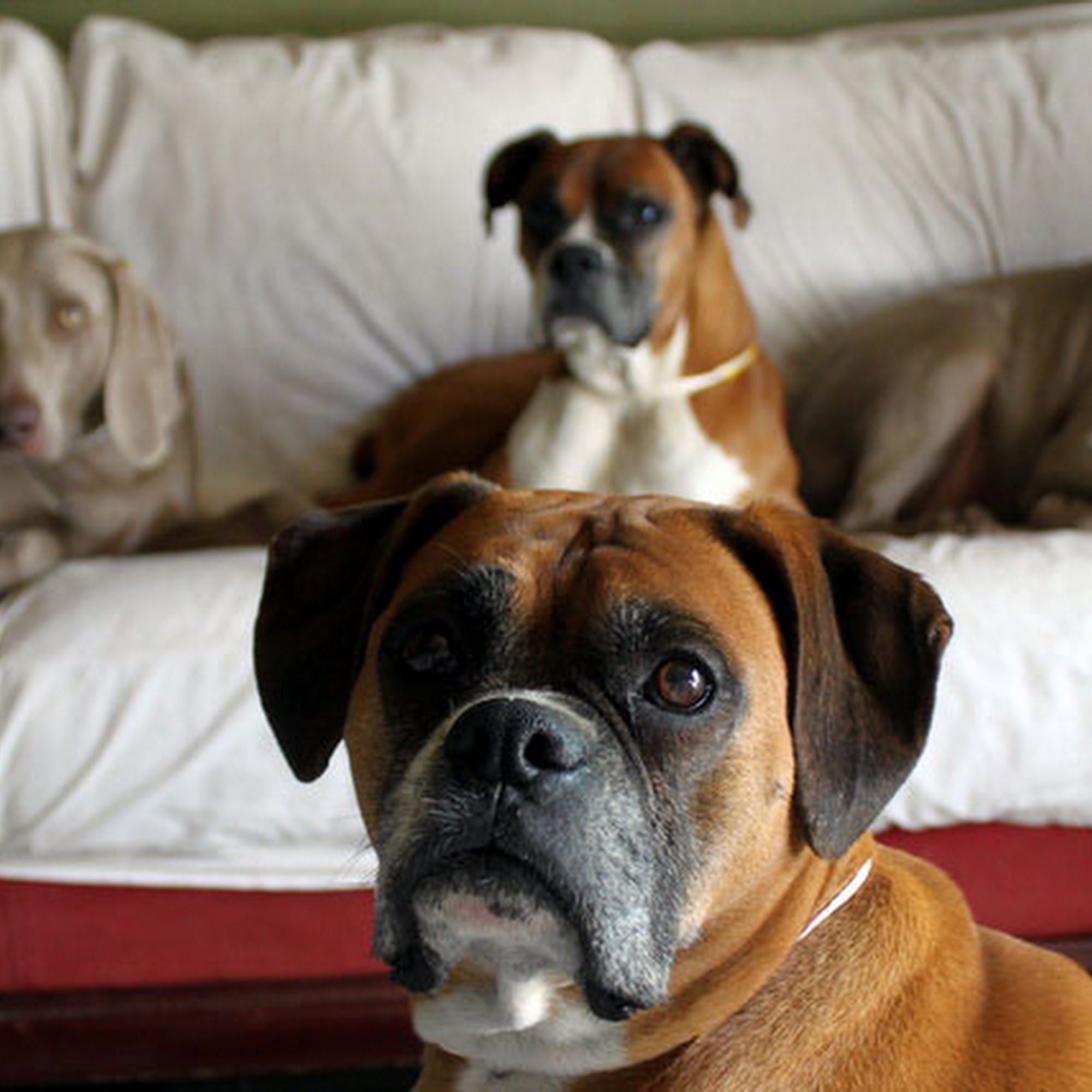 Bed & Bone Too Buffalo