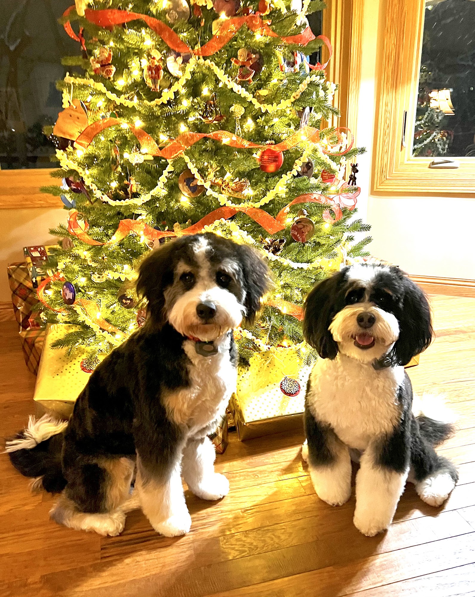 Stacy's Pet Grooming Buffalo