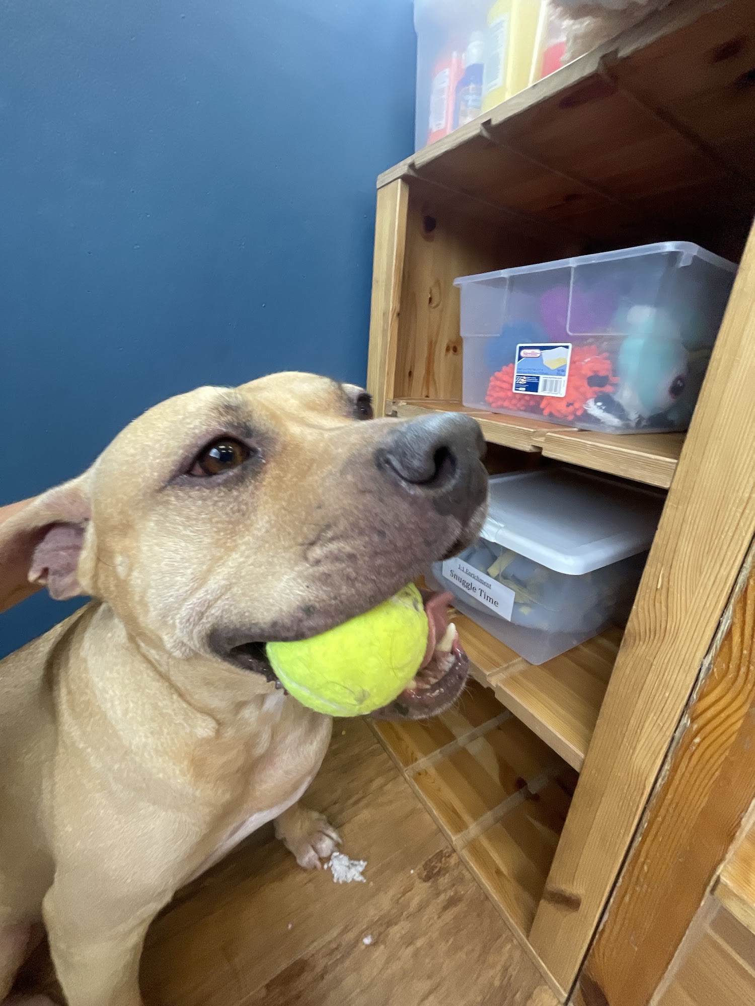 Camp Bow Wow Burnsville