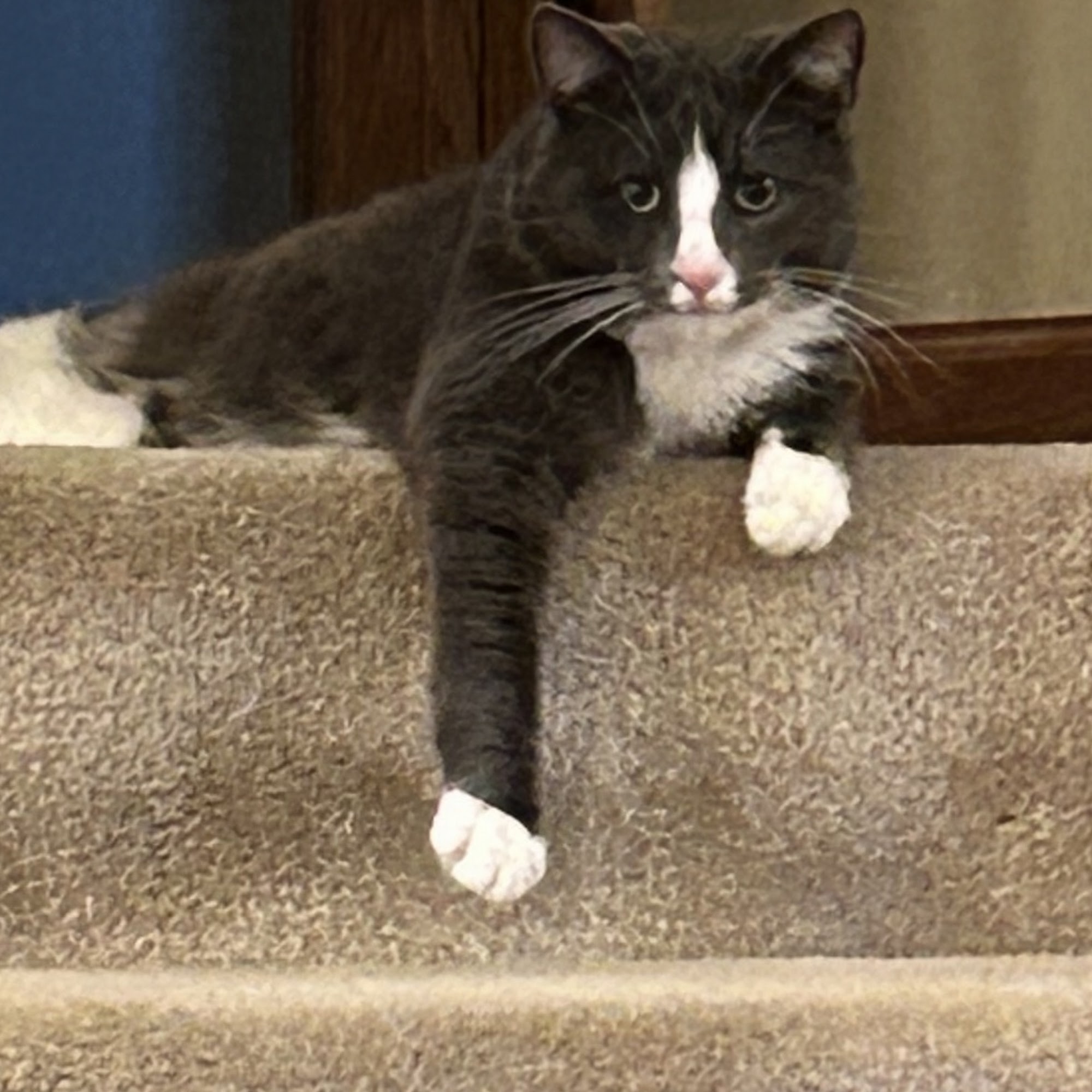 Burnsville Parkway Animal Hospital Burnsville