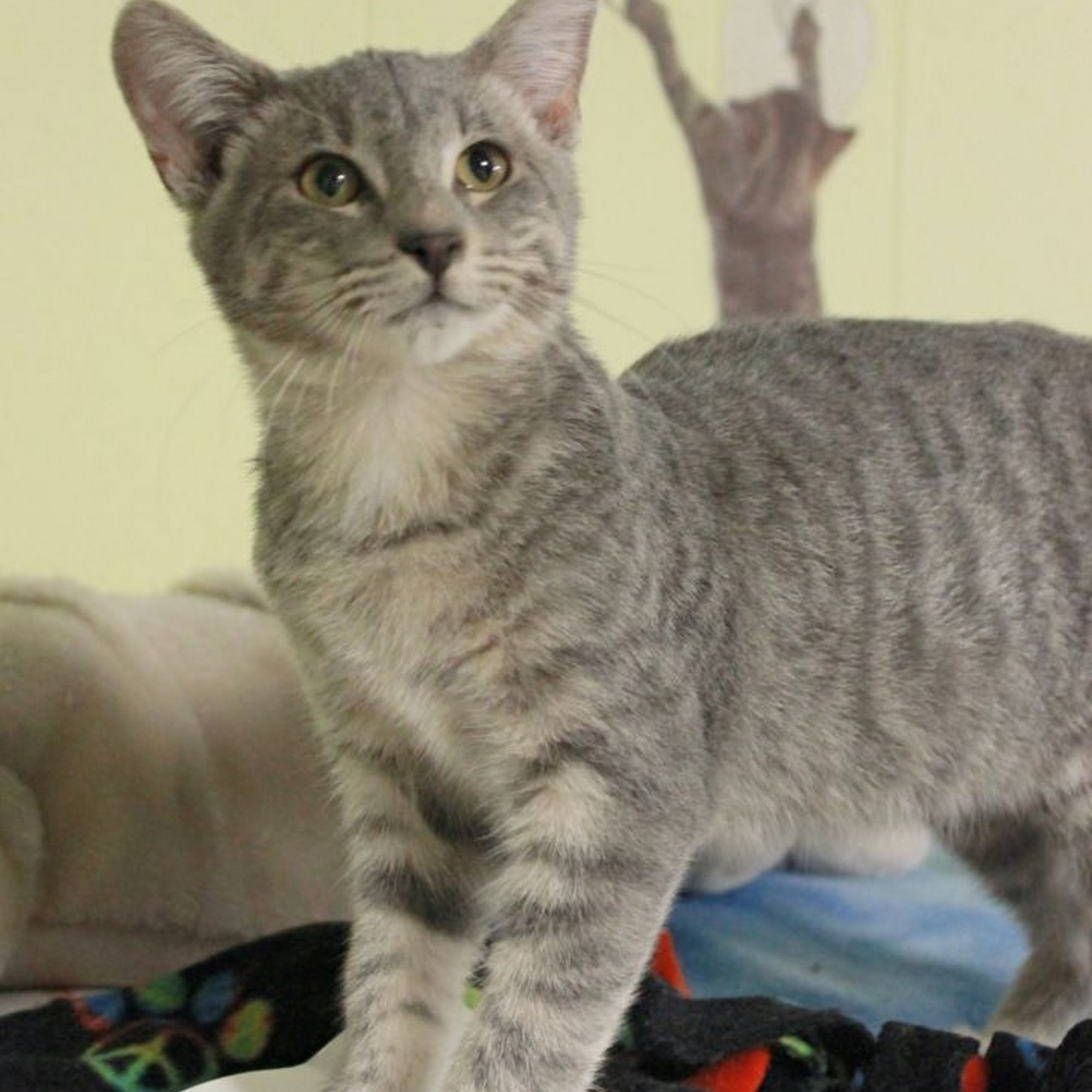 Burnsville Animal Clinic Burnsville