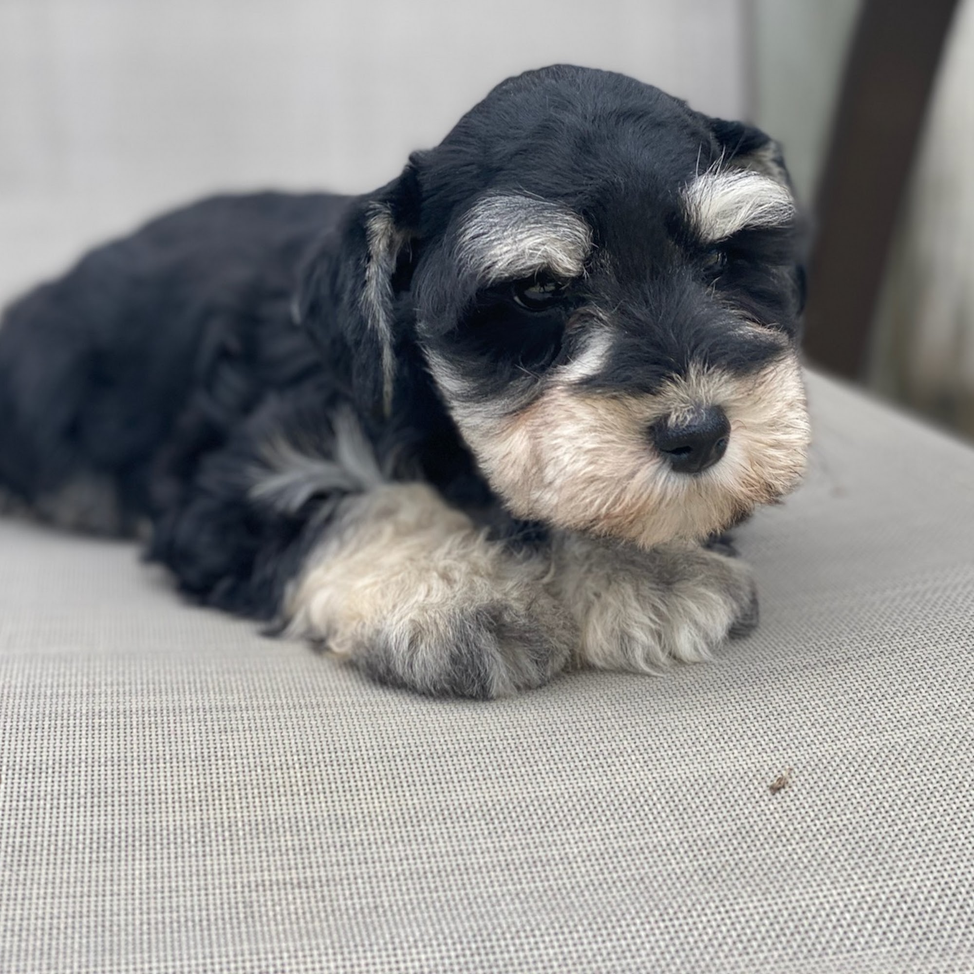 Smith Veterinary Hospital Burnsville