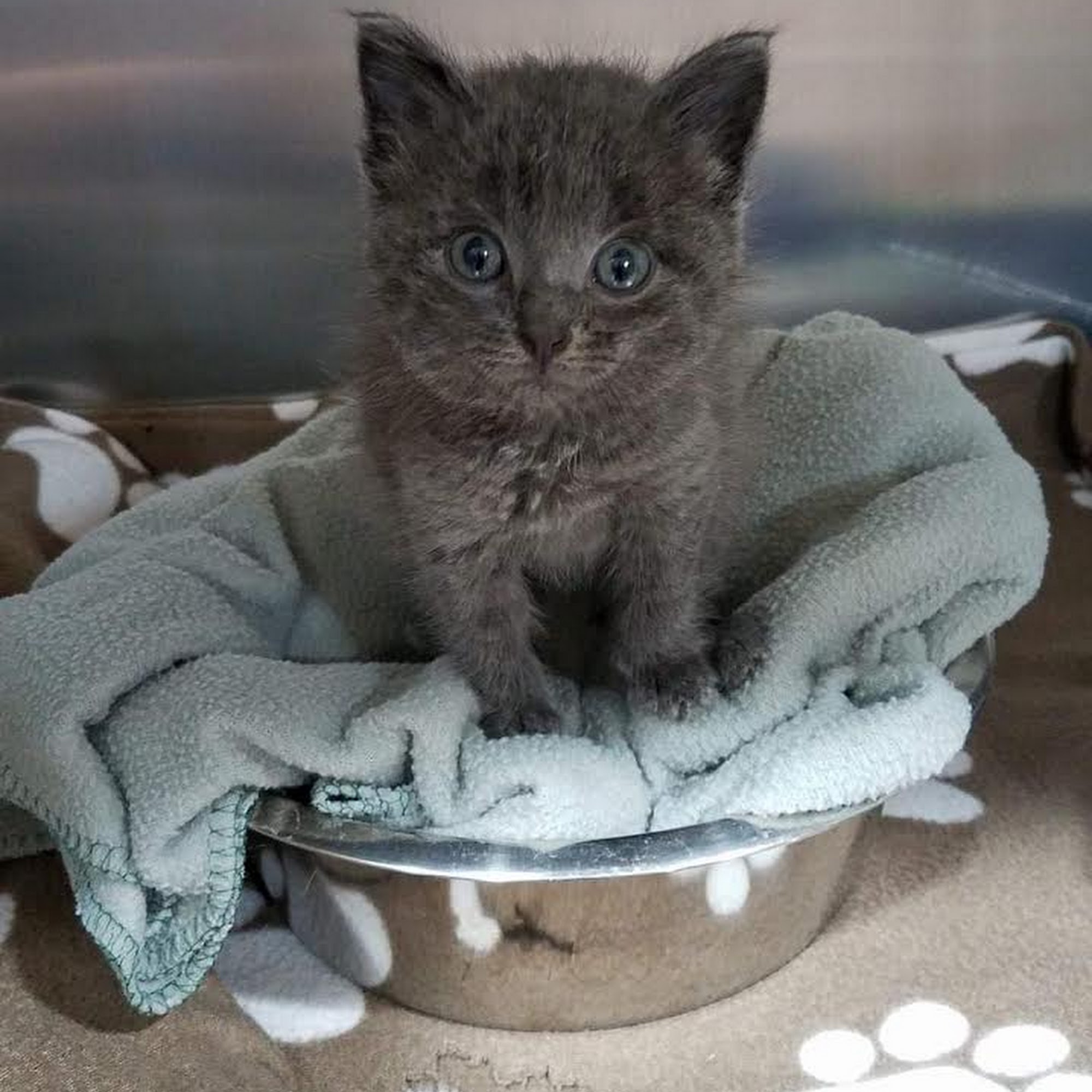 Peace of Mind Veterinary Care Burnsville