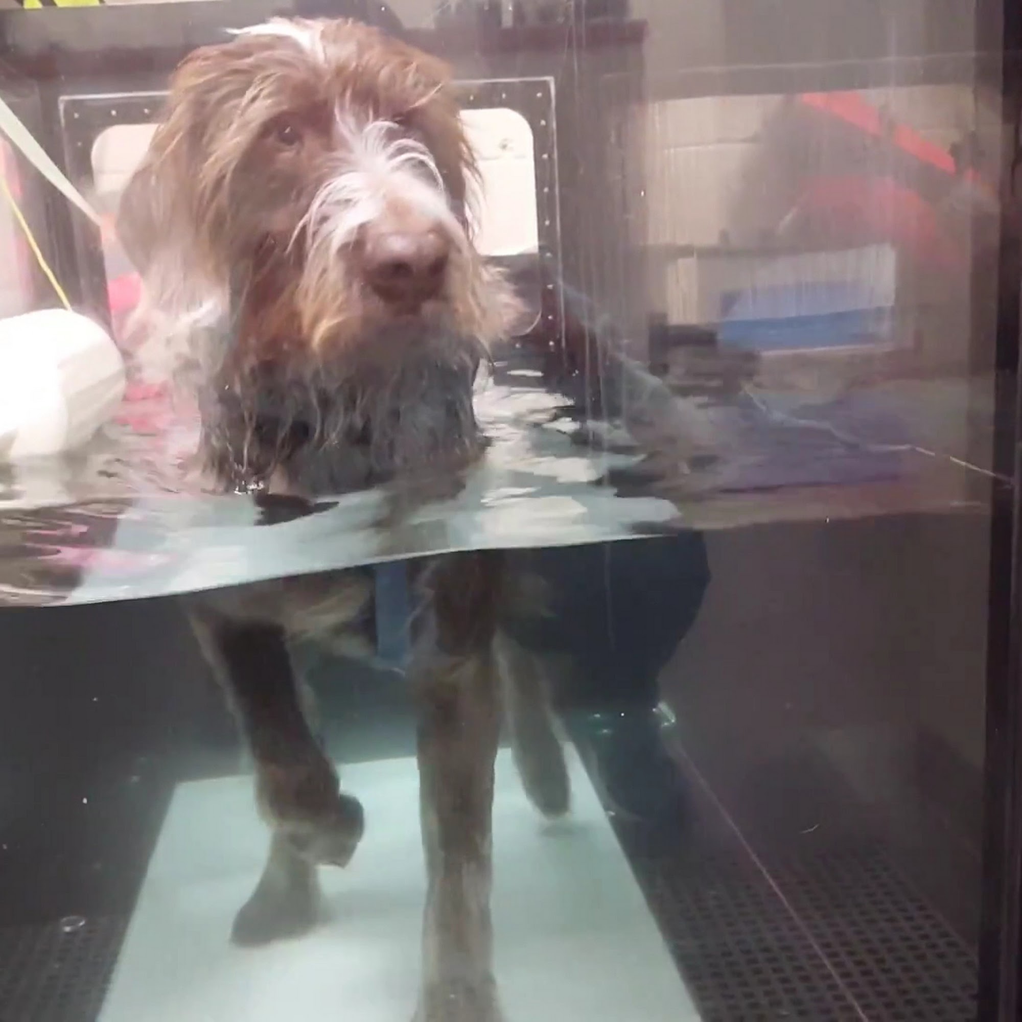 Twin Cities Animal Rehabilitation + Sports Medicine Clinic Burnsville