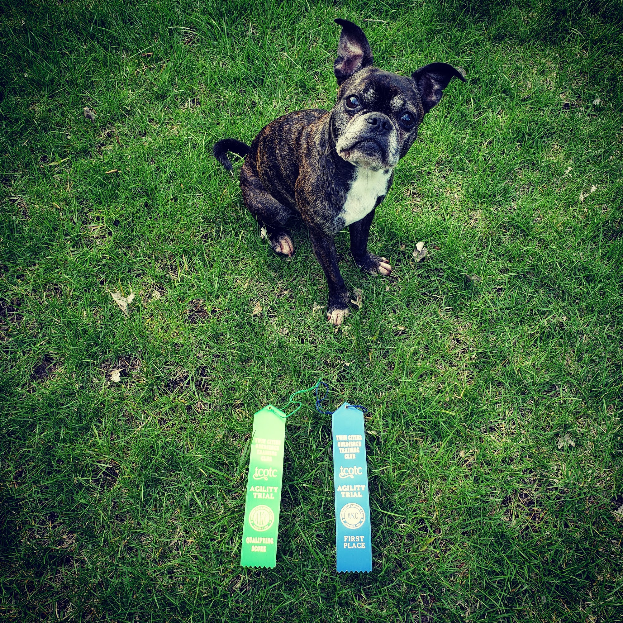 Tails We Win Dog Training Burnsville