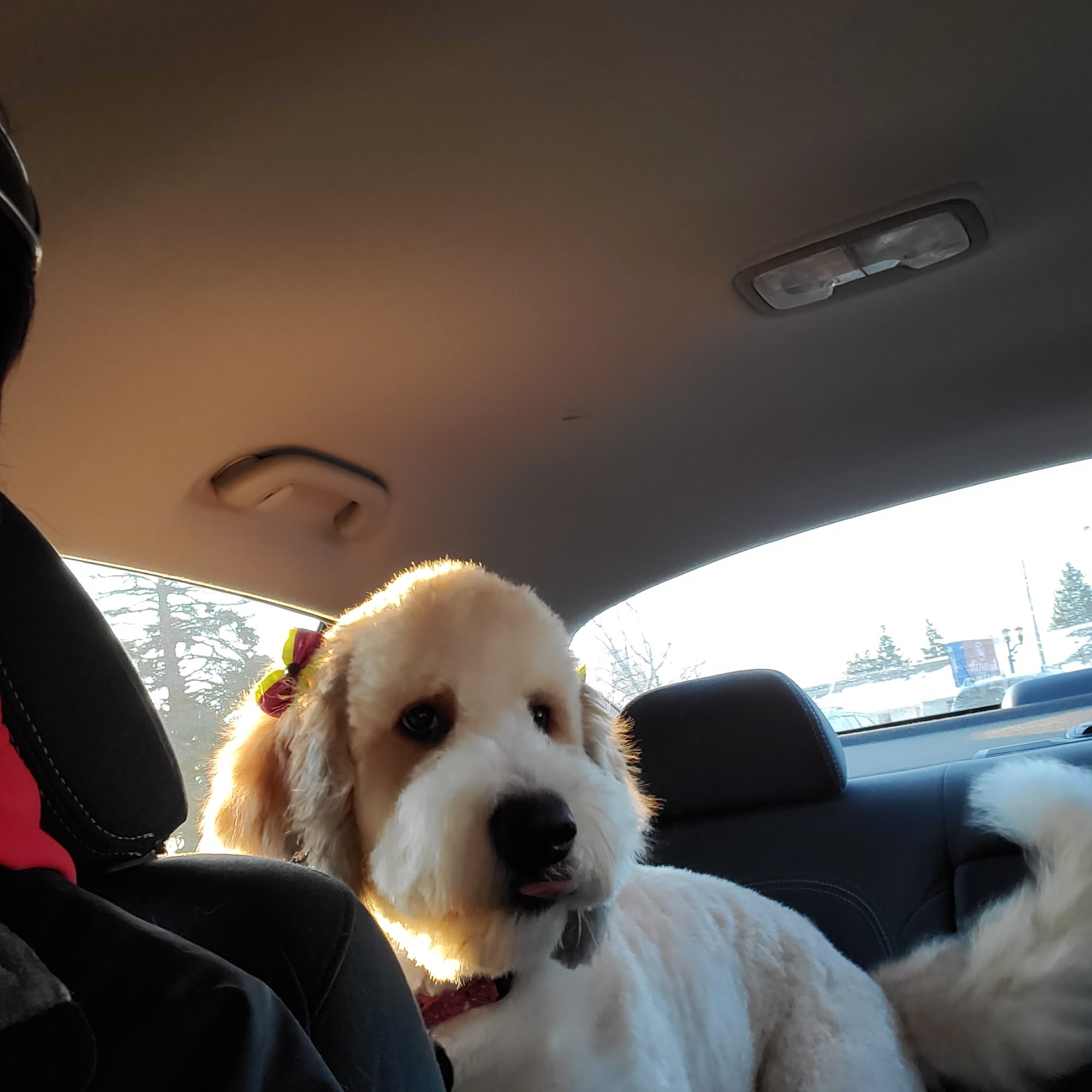 Parkway Pets Grooming Salon Burnsville